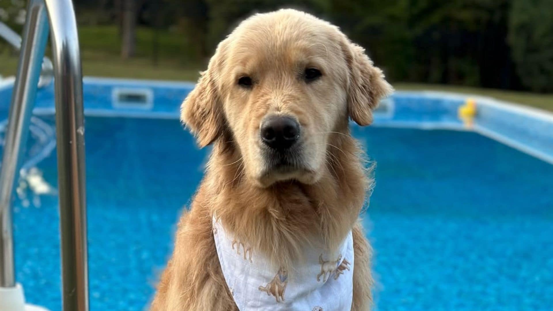 Pet of the week: Henry, the golden retriever who brings an emotional support duck to his hydrotherapy sessions