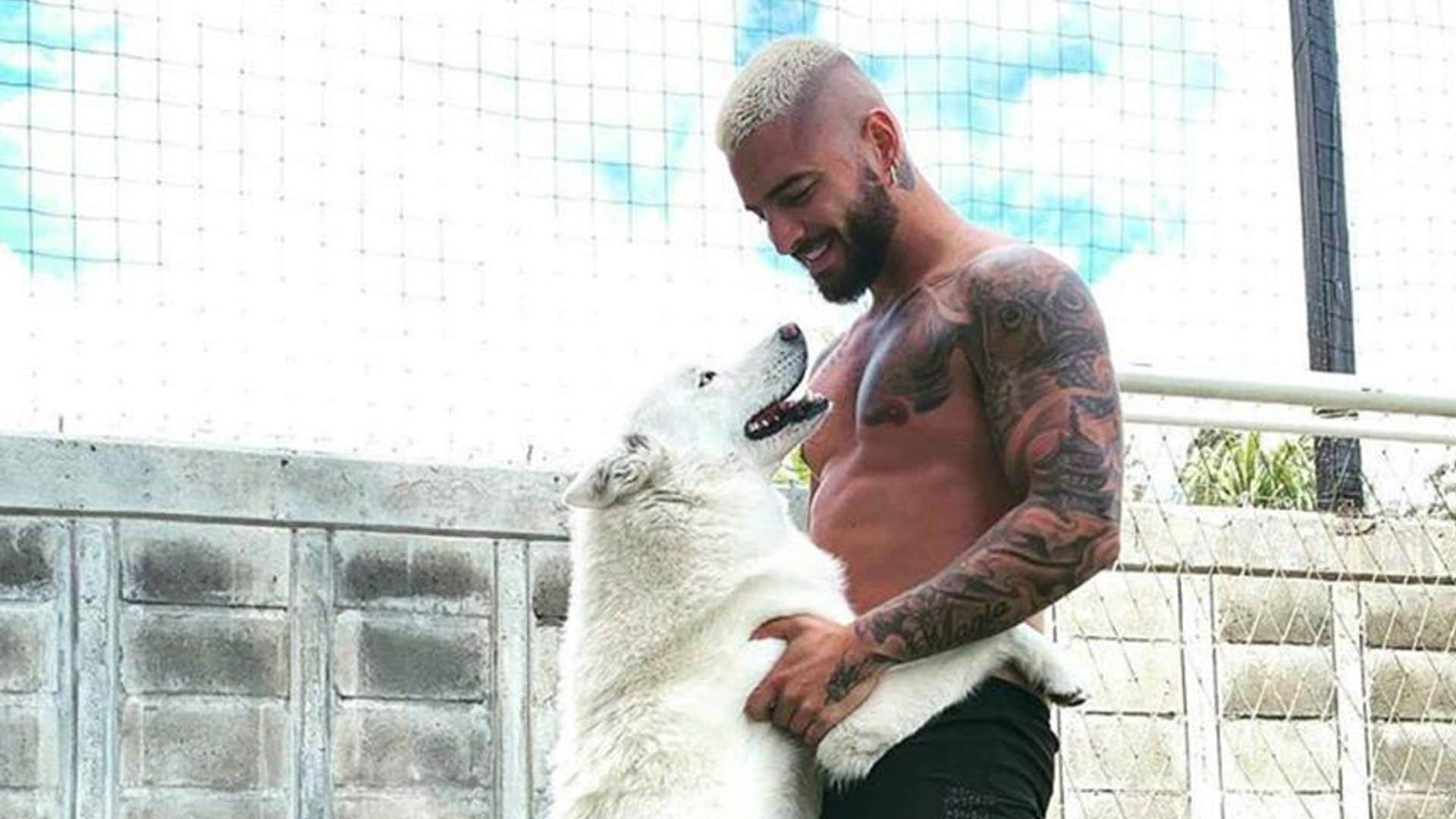 Maluma shares photos of his fur babies, his dogs, on Instagram and social media