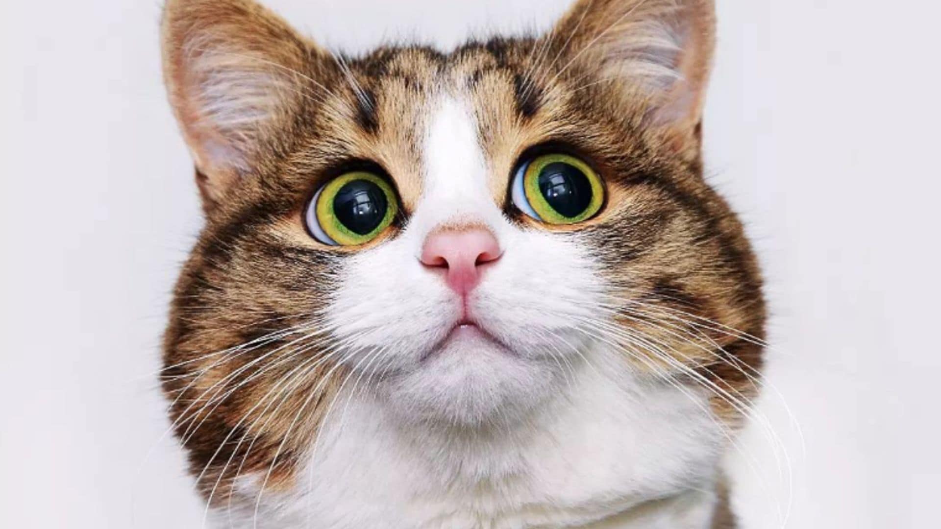 Pet of the week: Meet Rexie, the most expressive cat in the world AKA "living emoji cat"