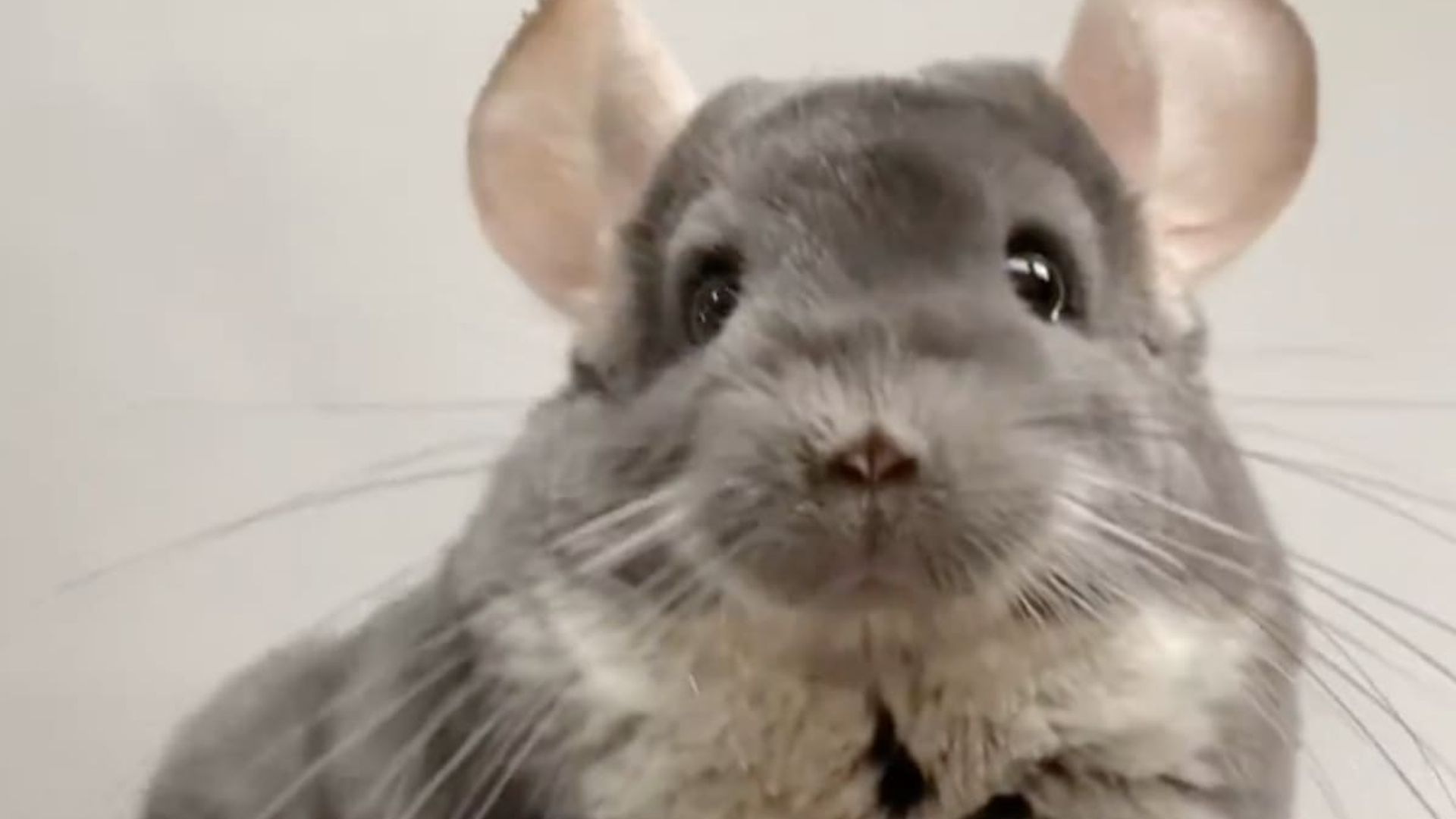 Pet of the week: These adorable dancing chinchillas are recreating ‘Stranger Things’