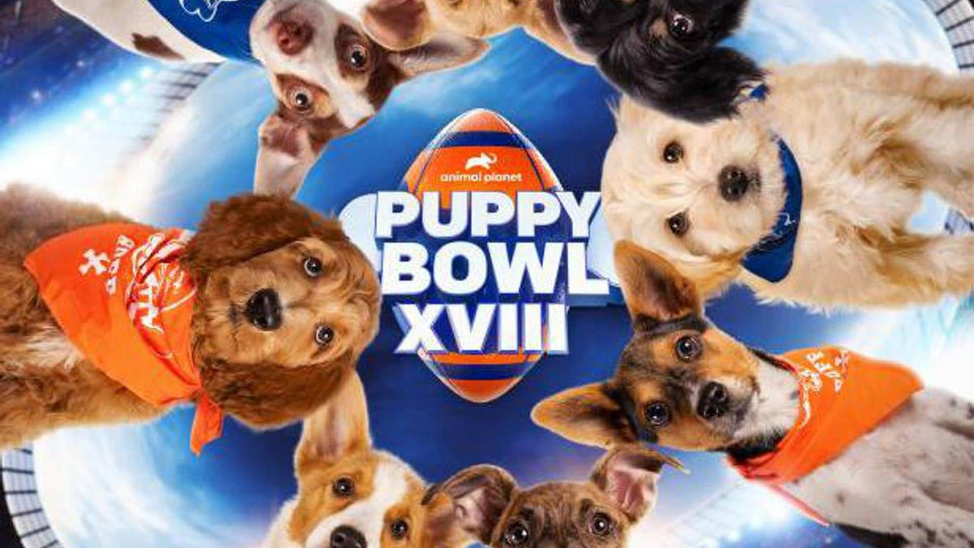 When, where to watch the 2022 Puppy Bowl