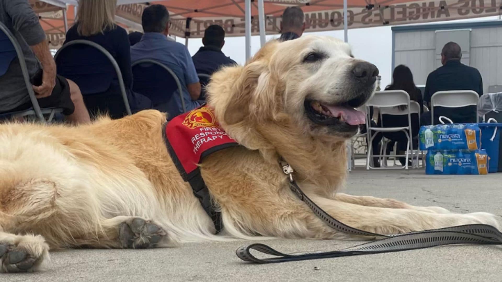 Pet of the week: Jack, the Golden Retriever helping Los Angeles fire evacuees amid devastating wildfires