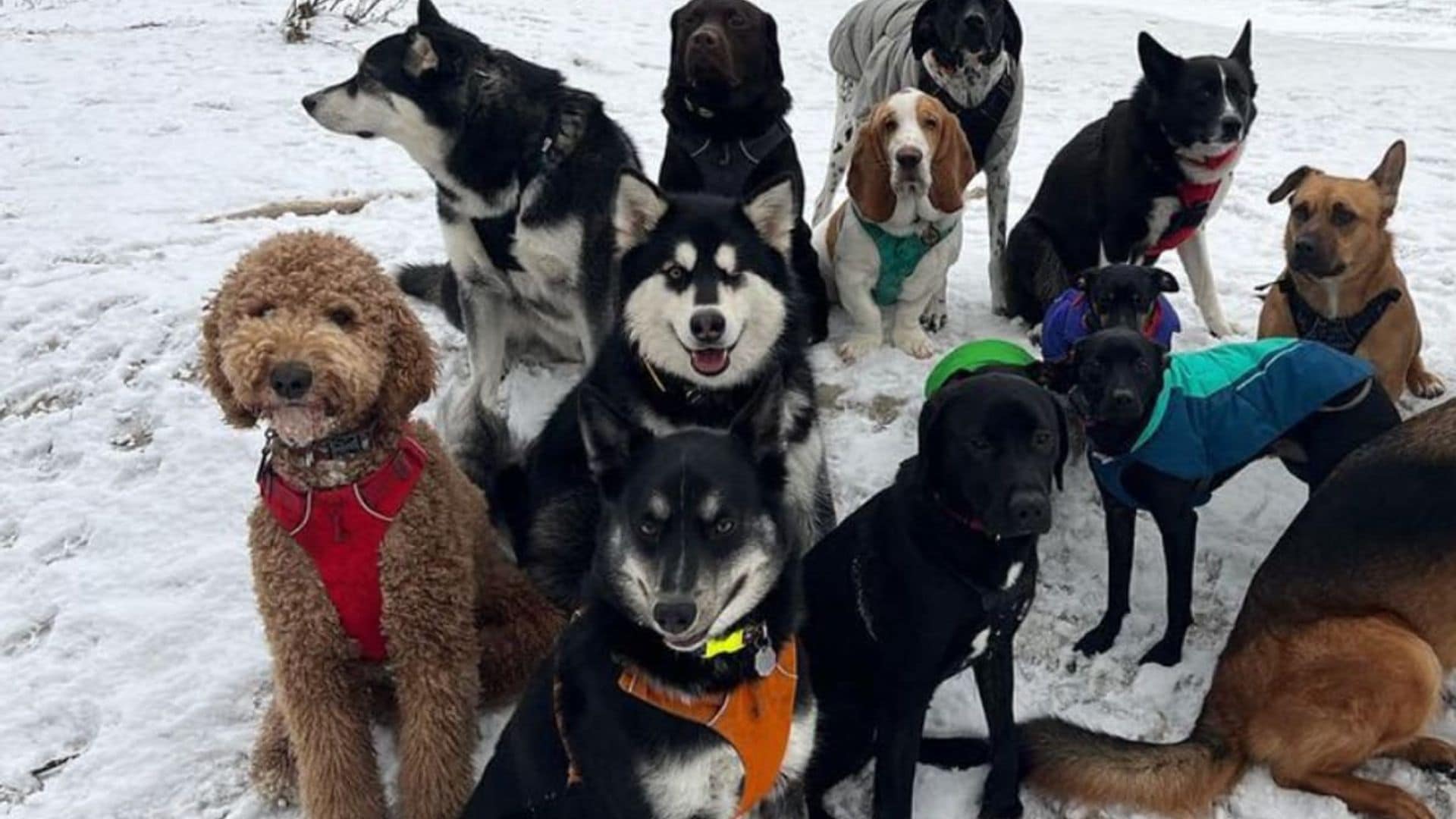 Pet of the week: These adorable dogs ride ‘puppy bus’ in Alaska and go on incredible adventures