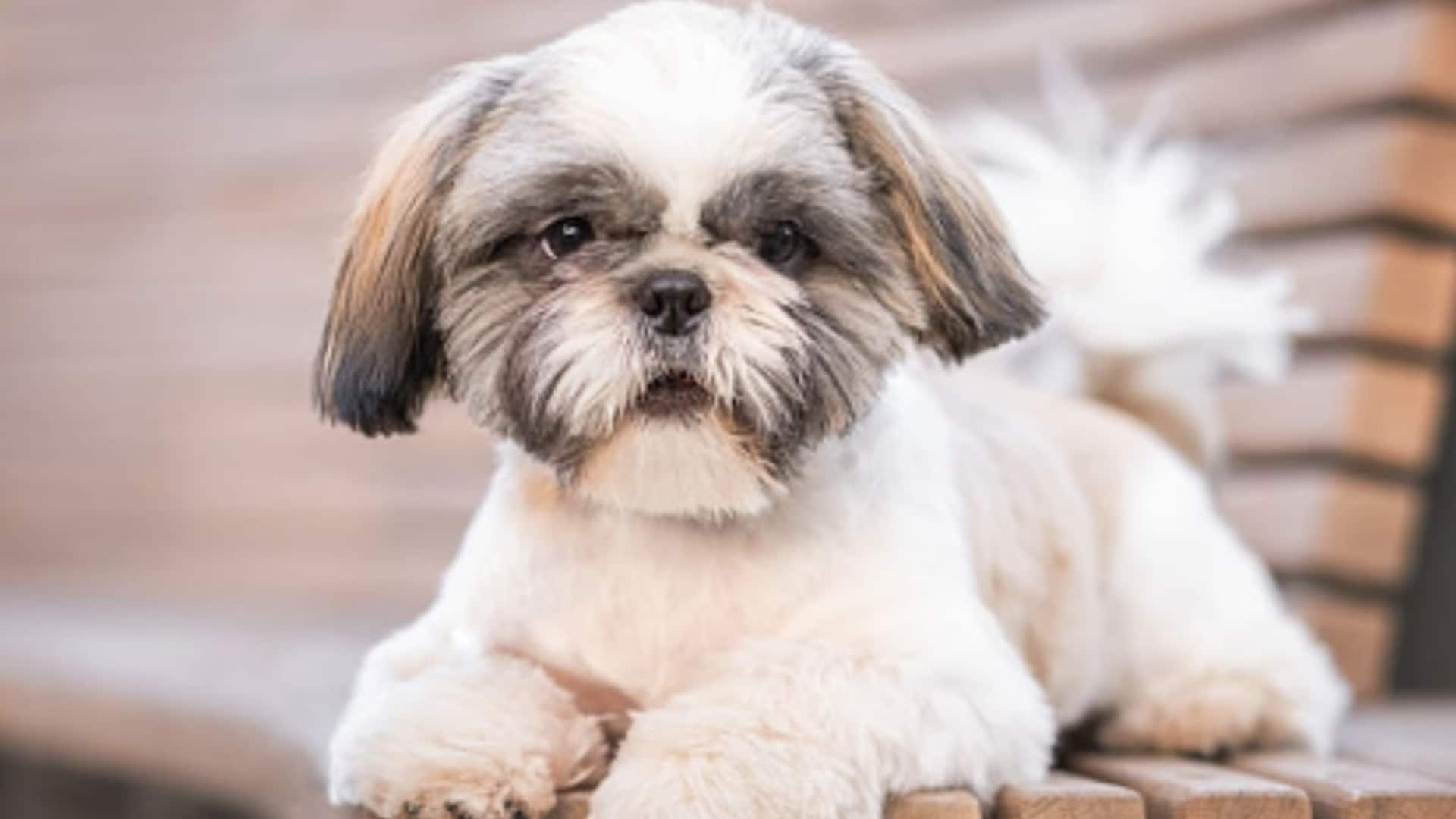 Shih Tzu