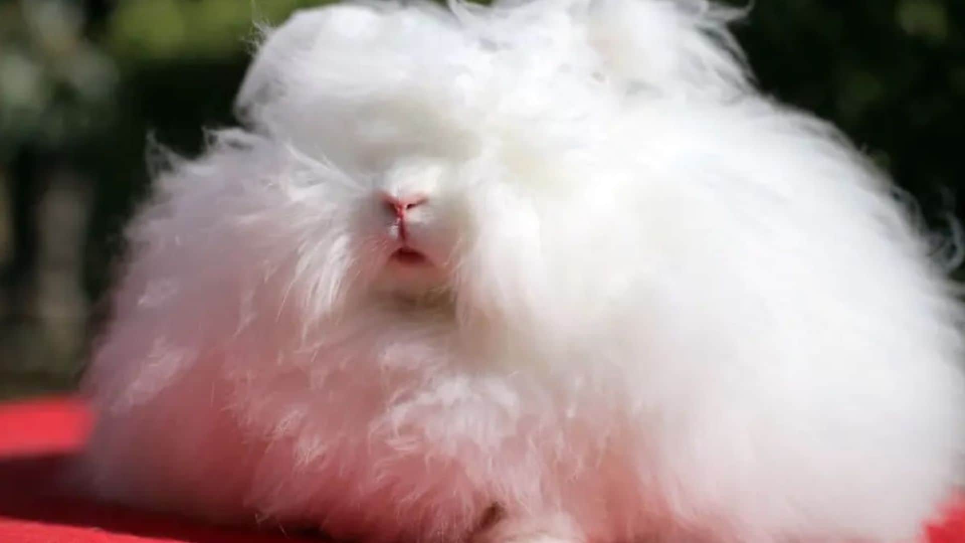 Pet of the week: Meet Franchesca, the world’s fluffiest bunny
