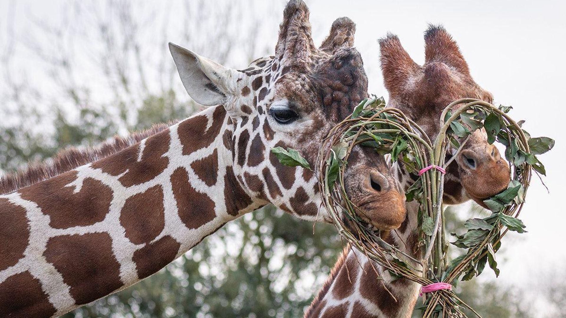 Valentine’s Day: How animals across the world are celebrating the romantic day