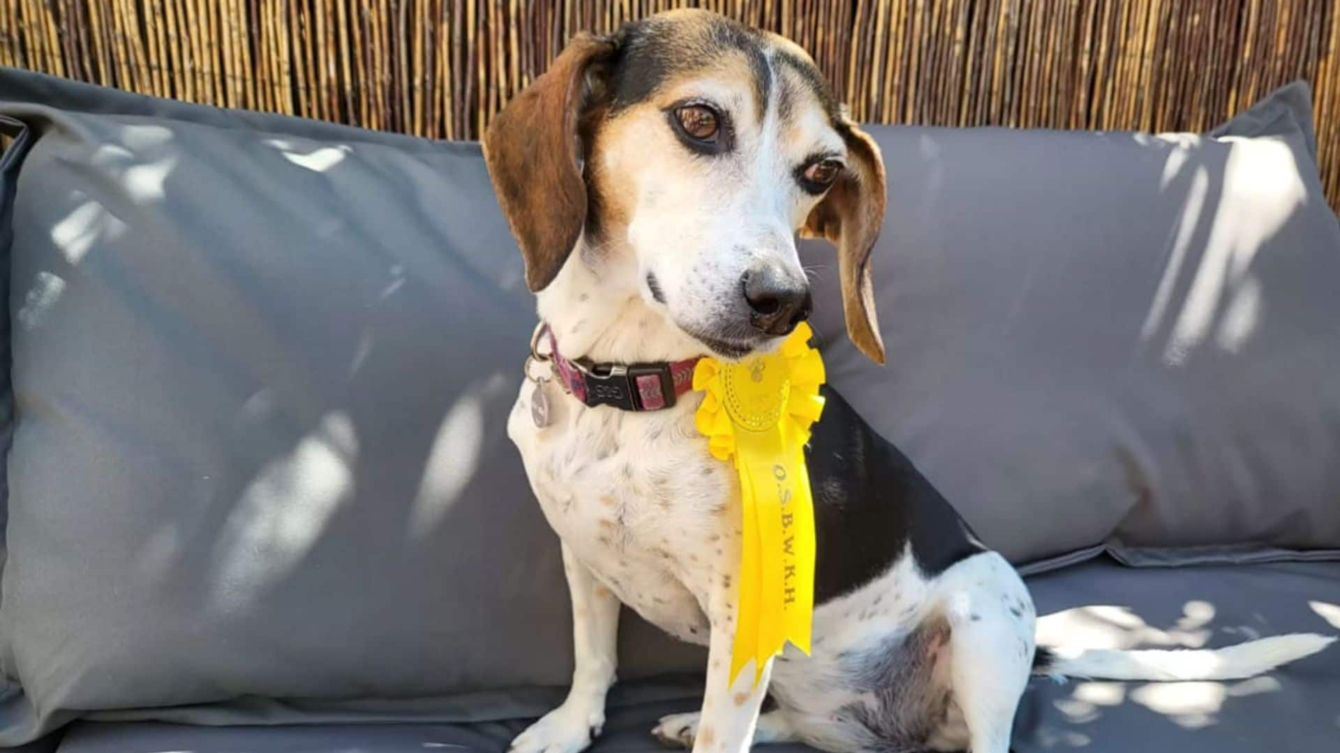 Pet of the week: Missing dog surprises family returning home wearing winner’s ribbon from dog show