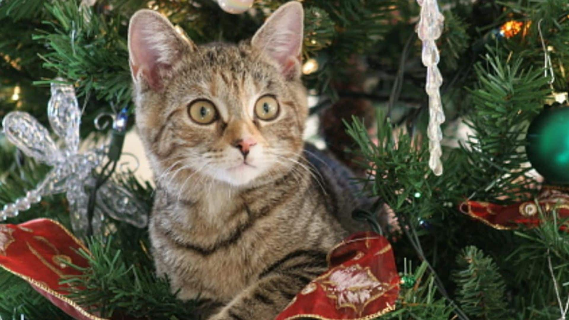 Simple tips: How to keep your cats away from your Christmas tree