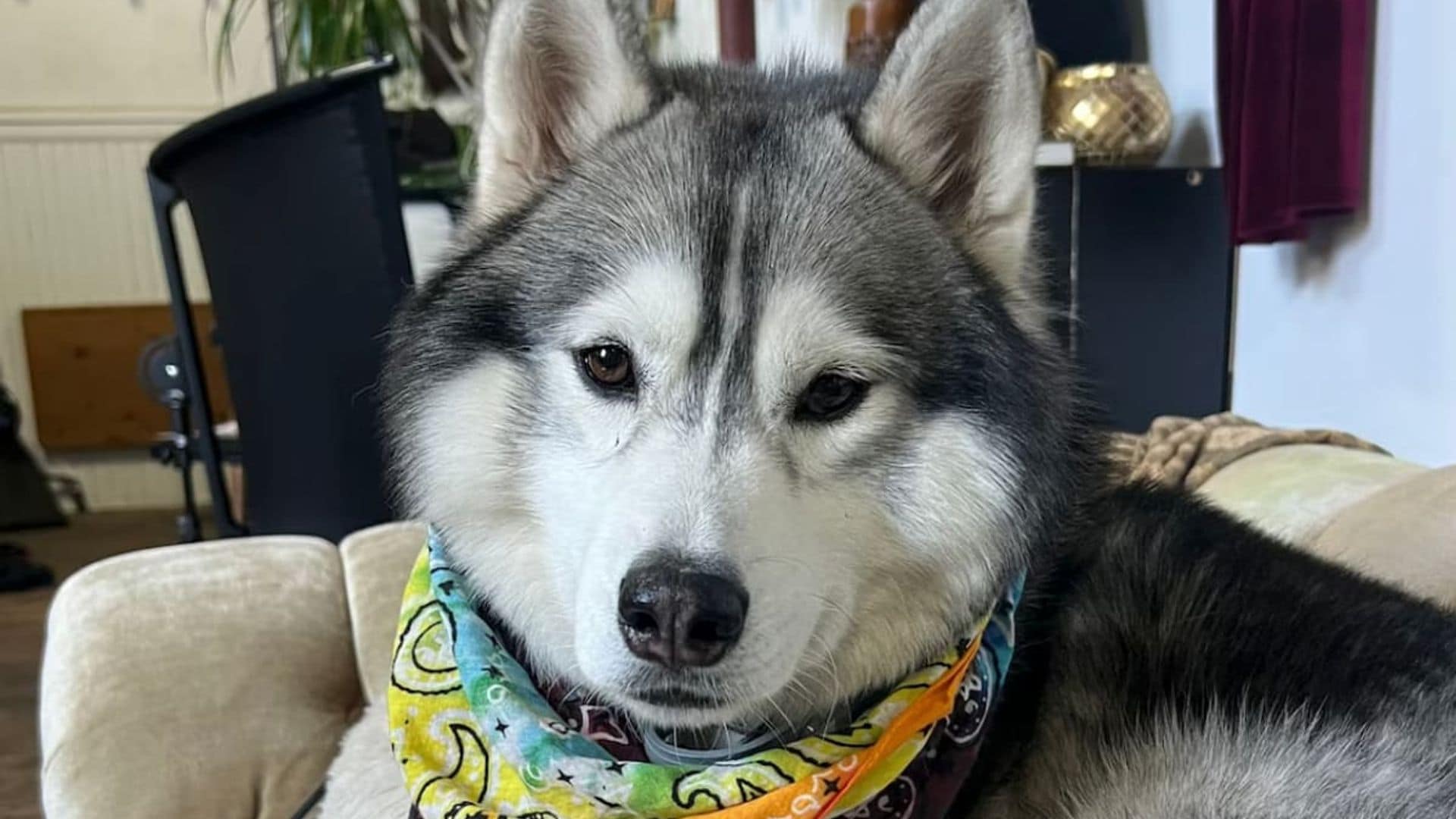 Pet of the week: This Husky saved his neighborhood after discovering a gas leak