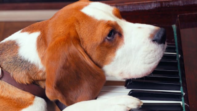 Piano dog