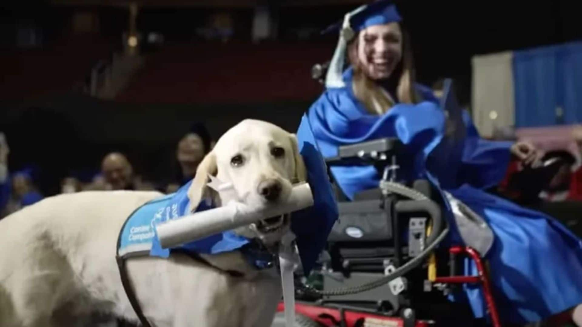 Pet of the week: This service dog received his own diploma at owner’s graduation ceremony