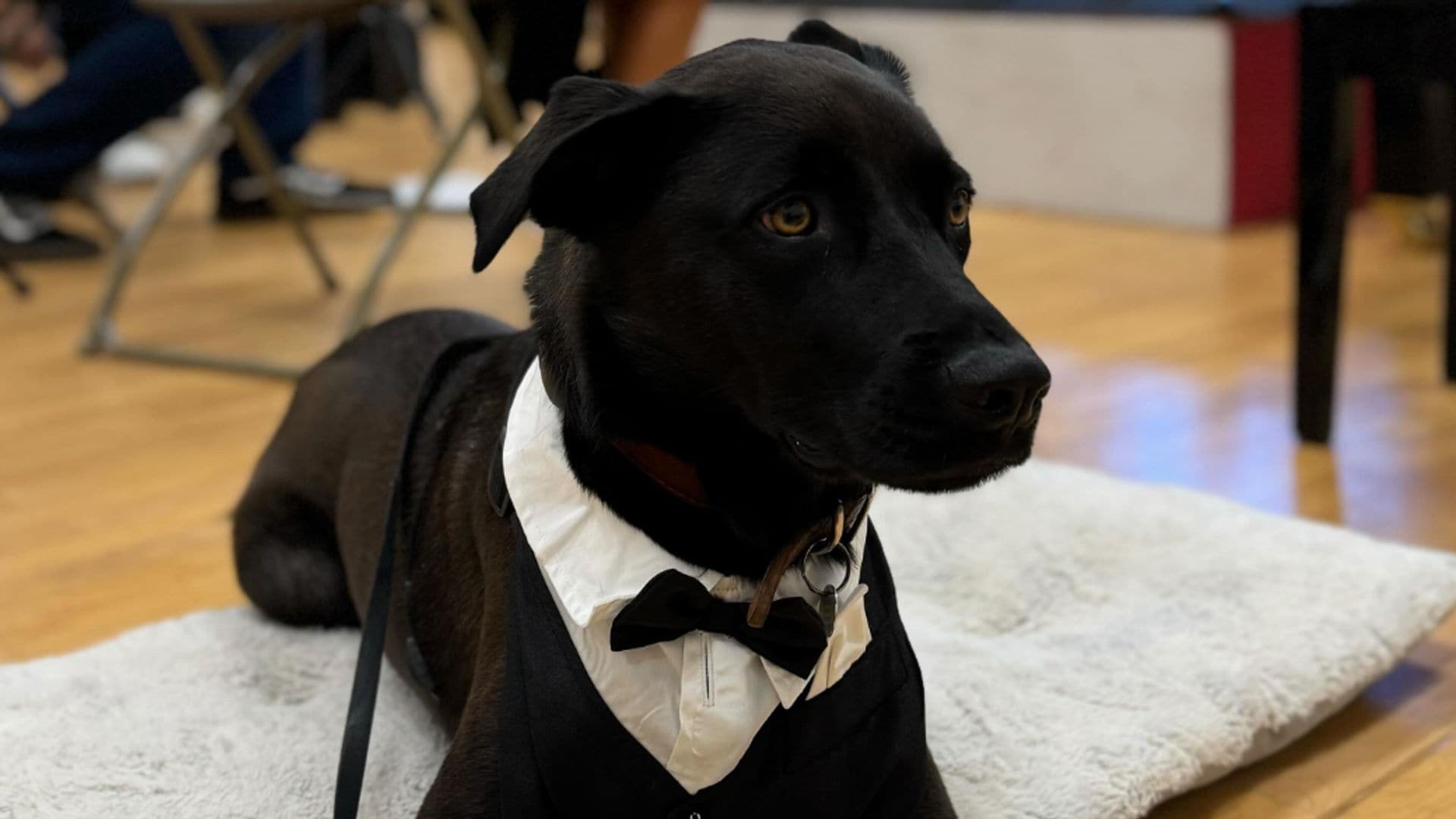 Pet of the week: This dog was invited to an orchestra performance after proving to be a music lover