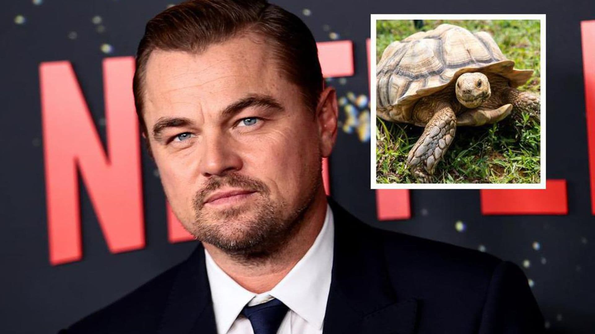 Celebrities with strange pets: From Elvis Presley’s chimpanzee to George Clooney’s pig