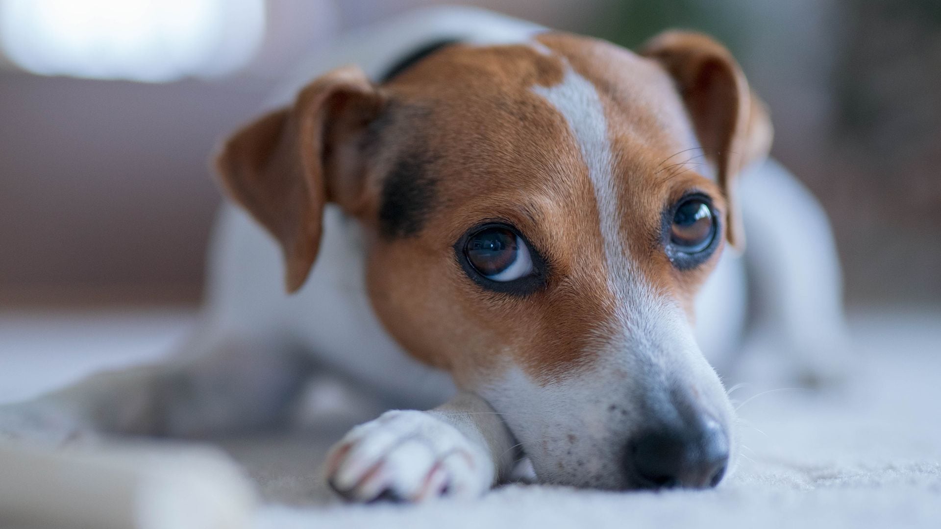 The Danish-Swedish Farmdog: Meet the new breed in the American Kennel Club’s lineup of recognized breeds