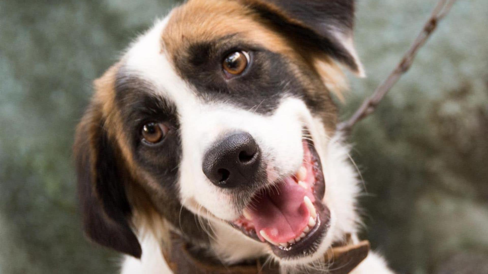 Close up portrait of a cute mutt dog pet, gracious animal in