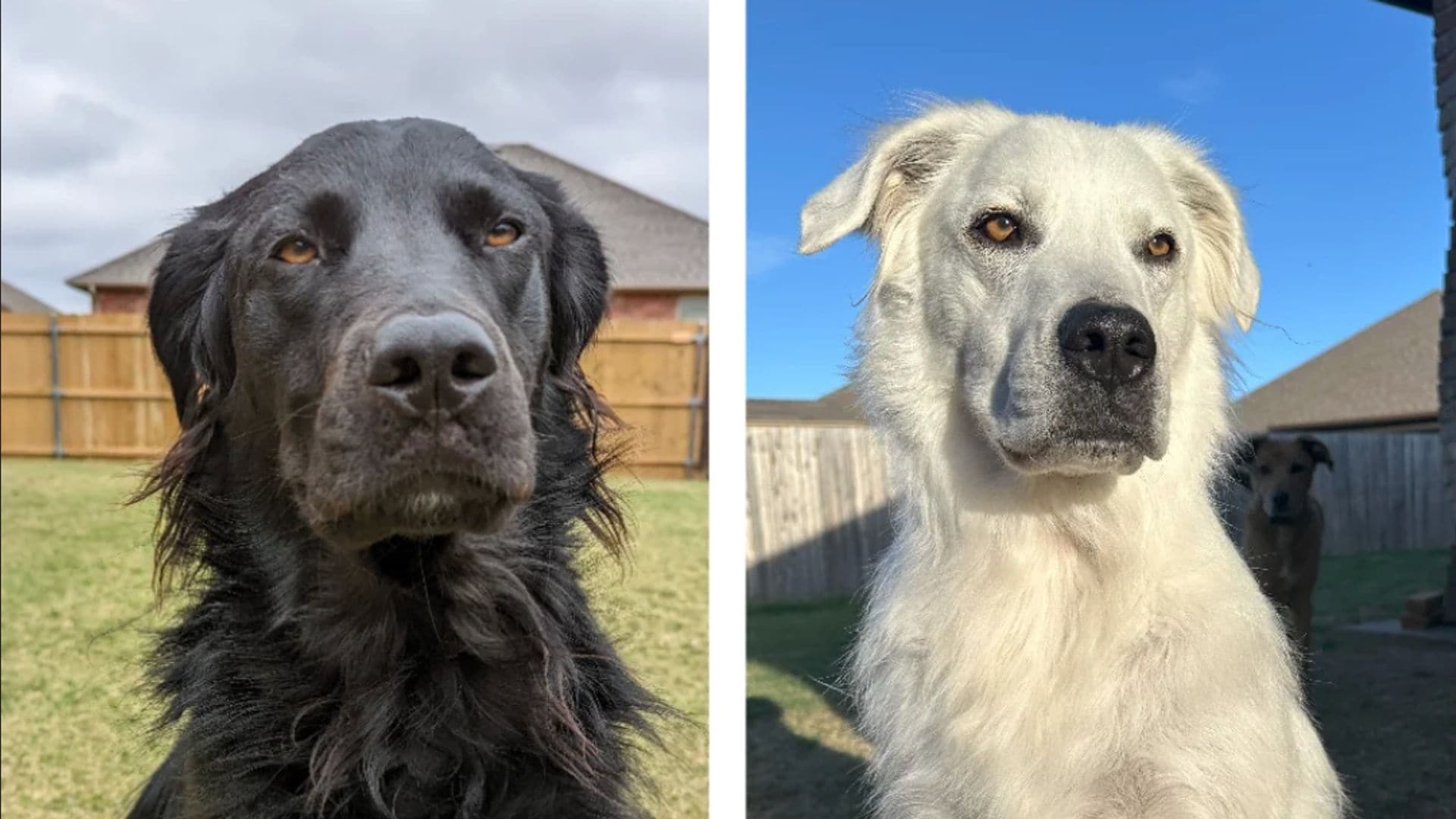 Pet of the week: Buster, the dog who changed from black to white, due to skin condition