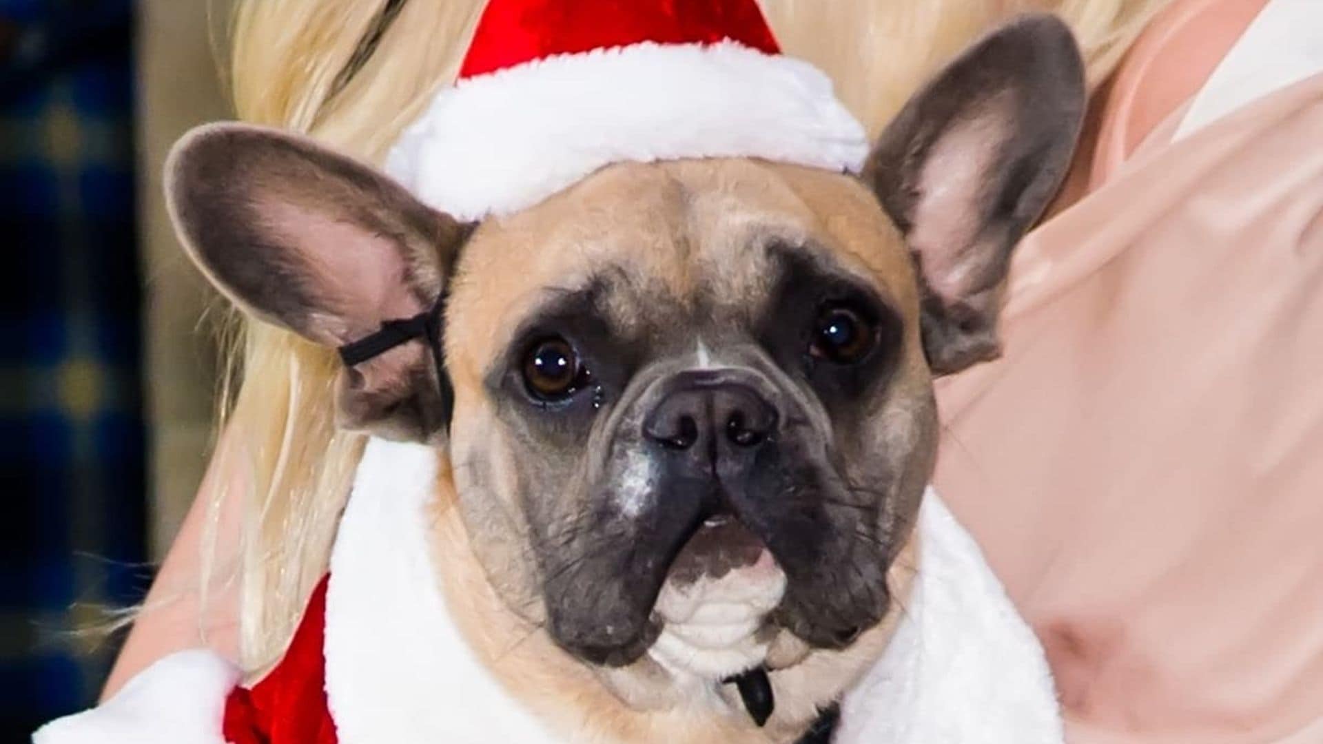 Follo-woof: Three celebrity dogs you must follow on Instagram