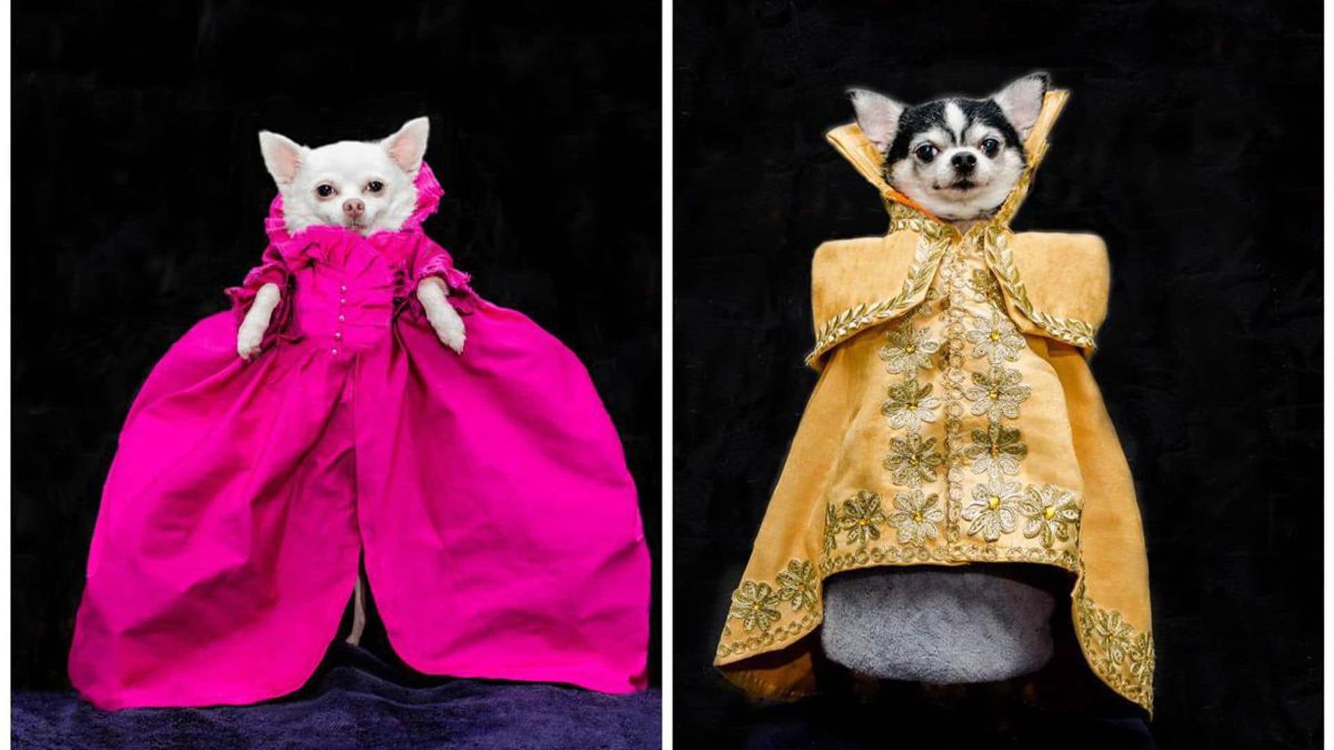The twin Chihuahuas that wore Met Gala inspired fashion