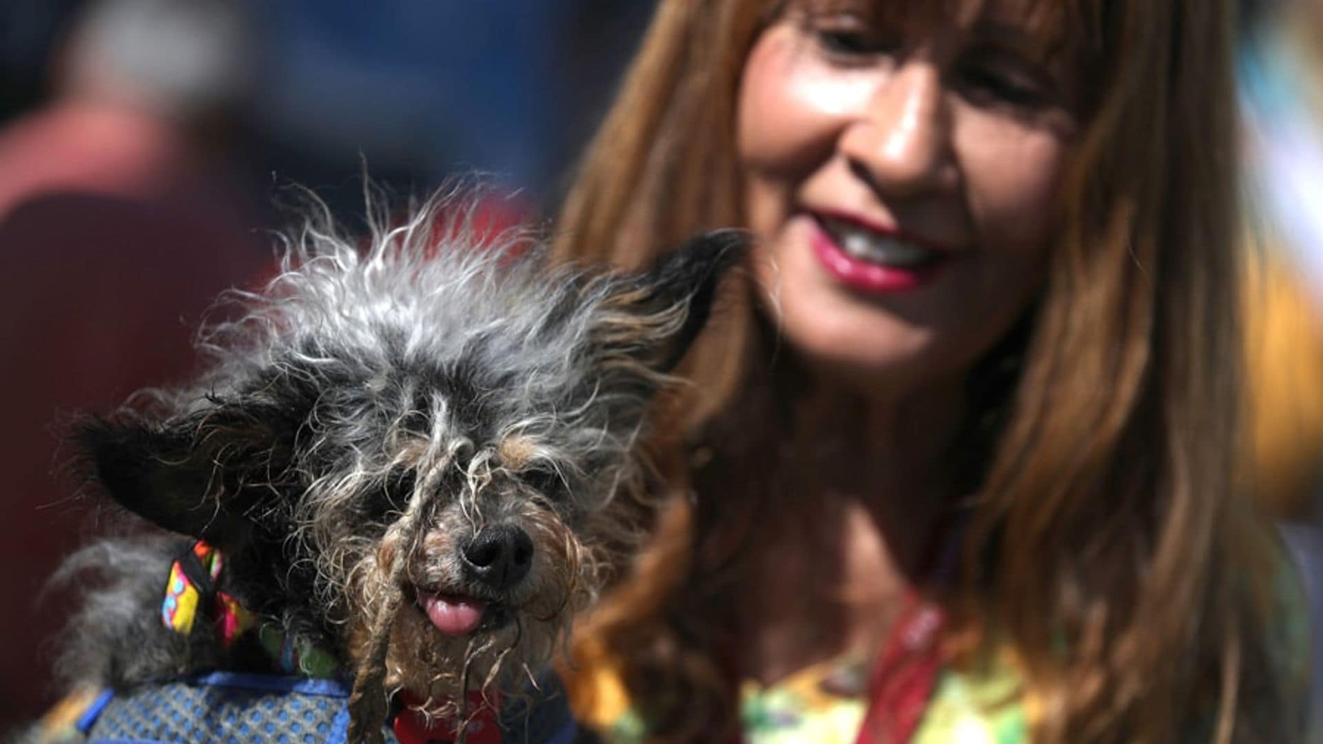 Meet Scamp the Tramp, this year's World's Ugliest Dog