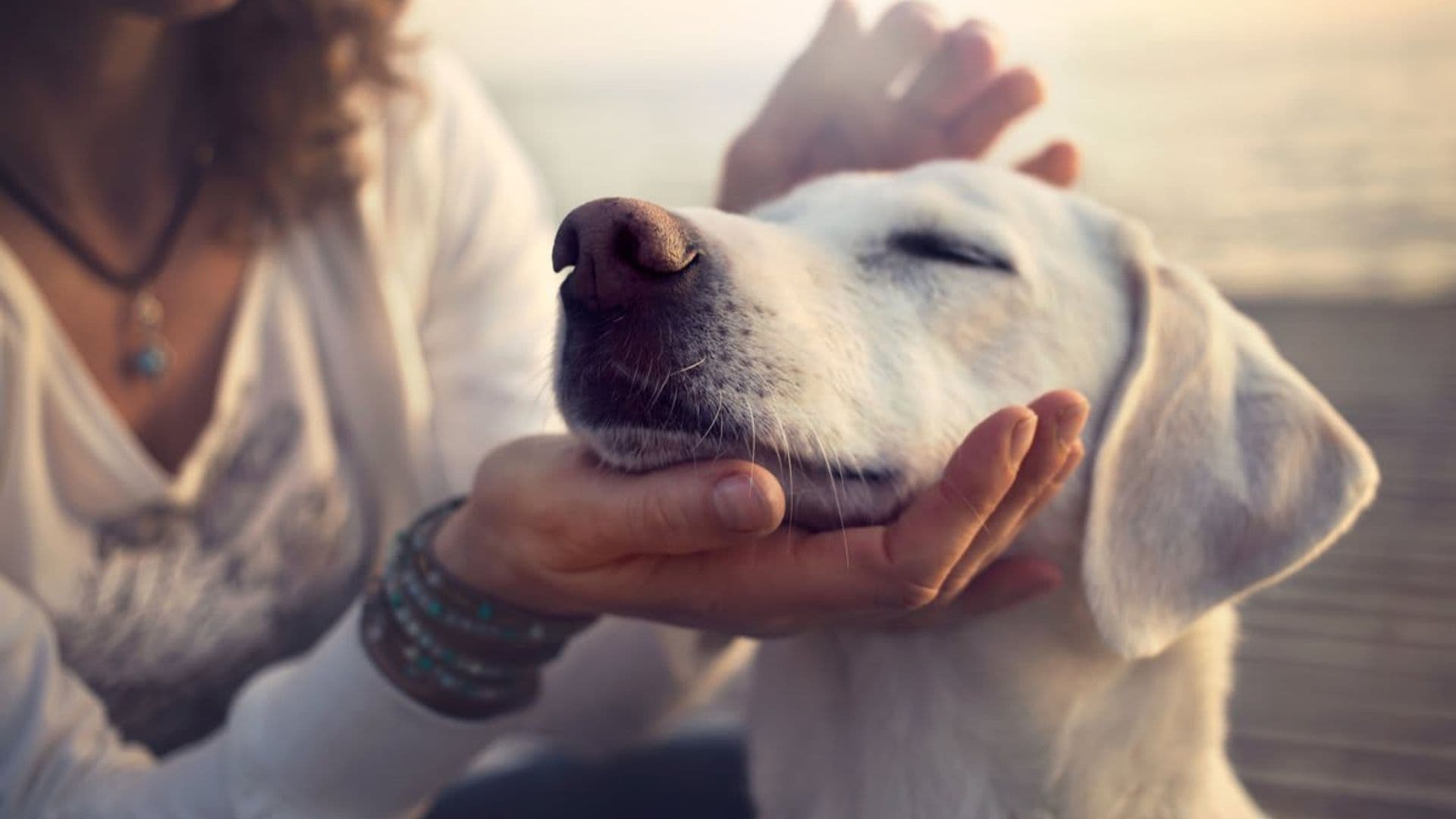 Safety tips: How to keep your pets cool during a heat wave