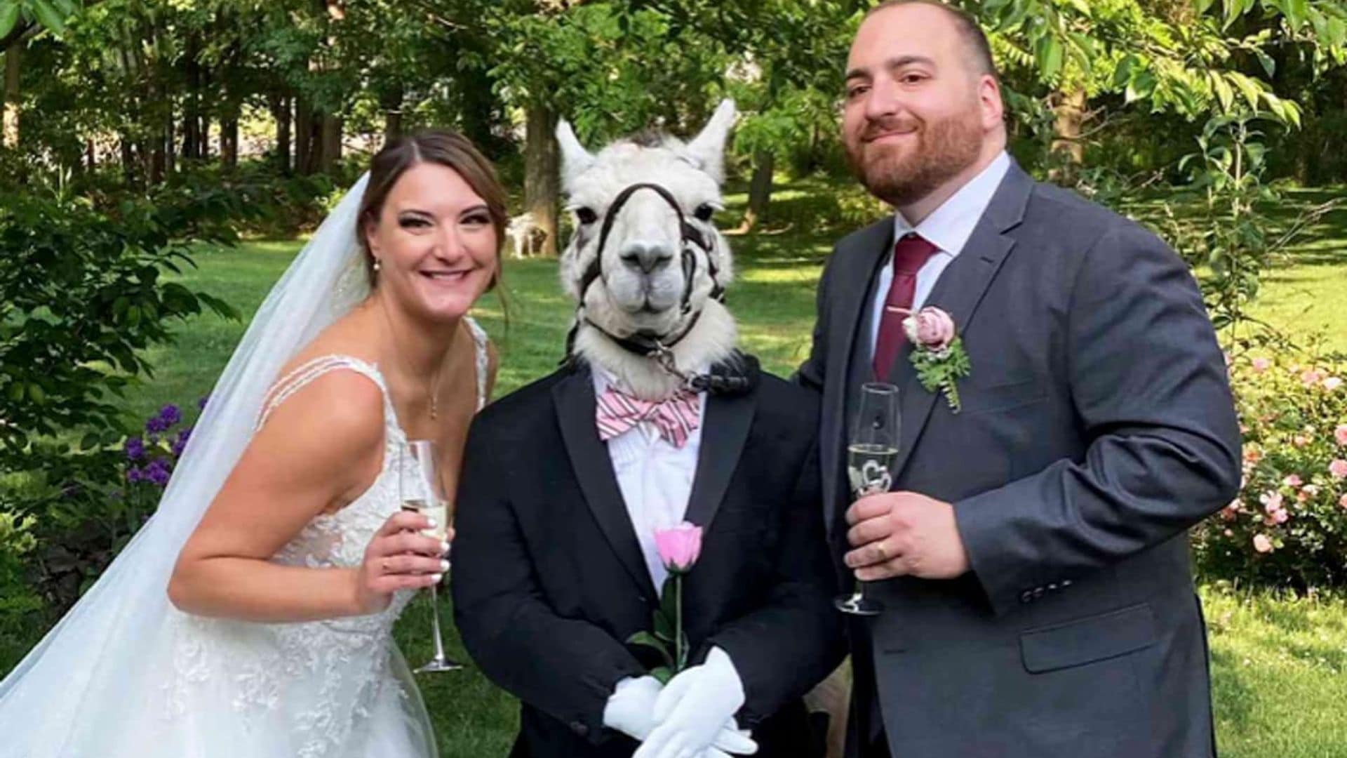 Pet of the week: This Llama wore an elegant tuxedo to a wedding in New York