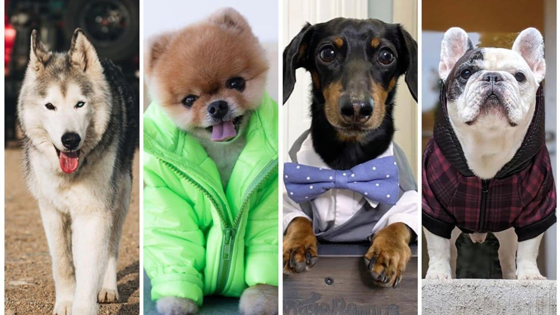The richest dogs of Instagram