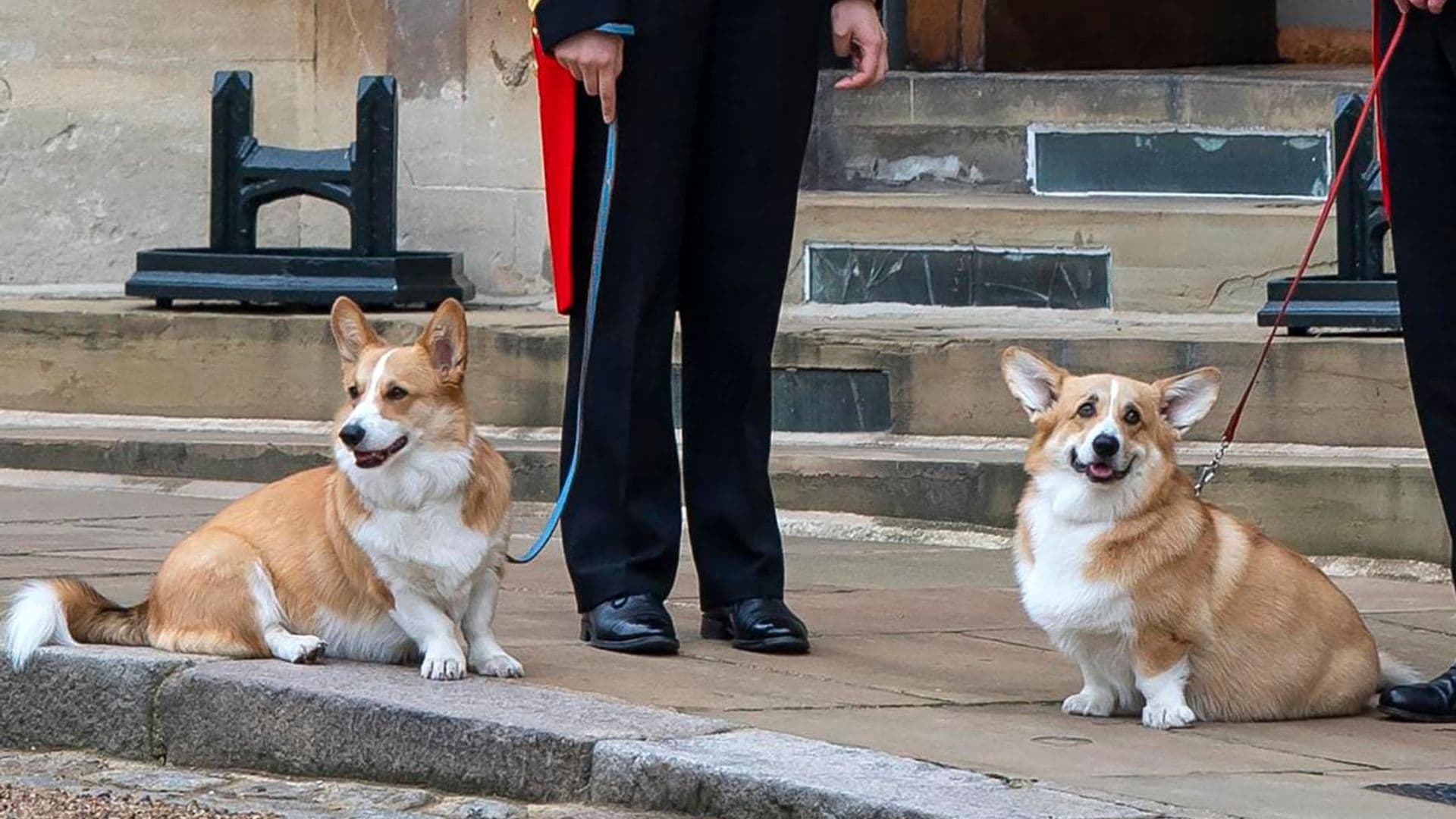 Photo of Queen Elizabeth’s corgis shared on anniversary of her death