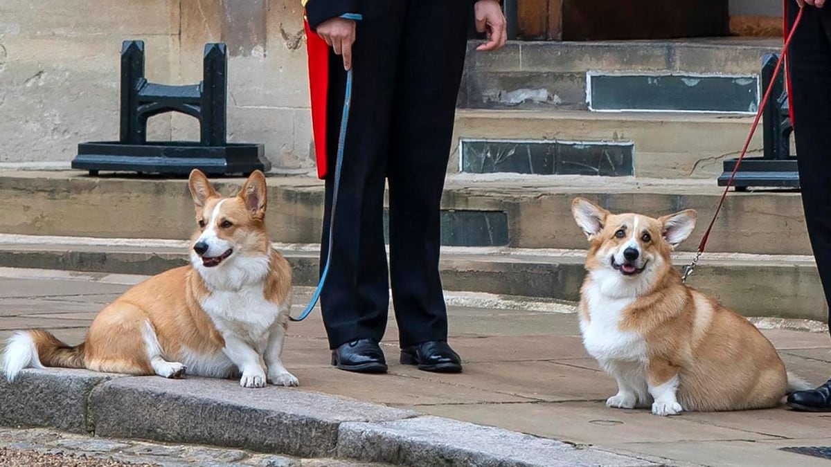 Photo of Queen Elizabeth’s corgis shared on anniversary of her death ...