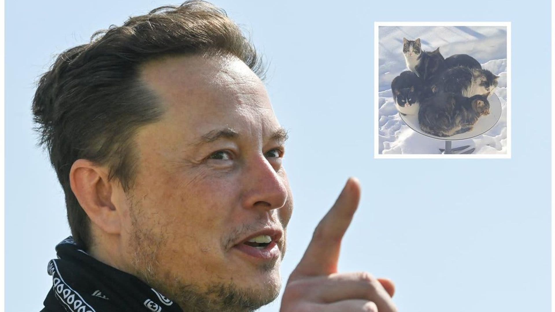 Elon Musk's biggest supporters of his Starlink satellites might be cold cats