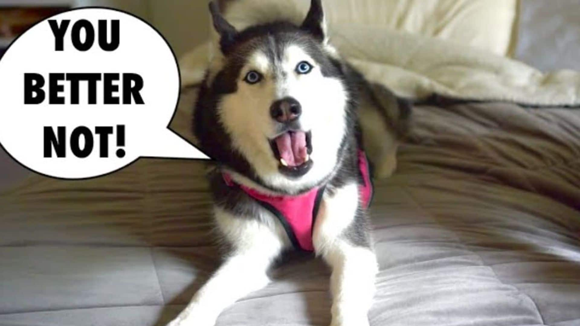 Pet of the week: Meet Meeka, the adorable talking husky