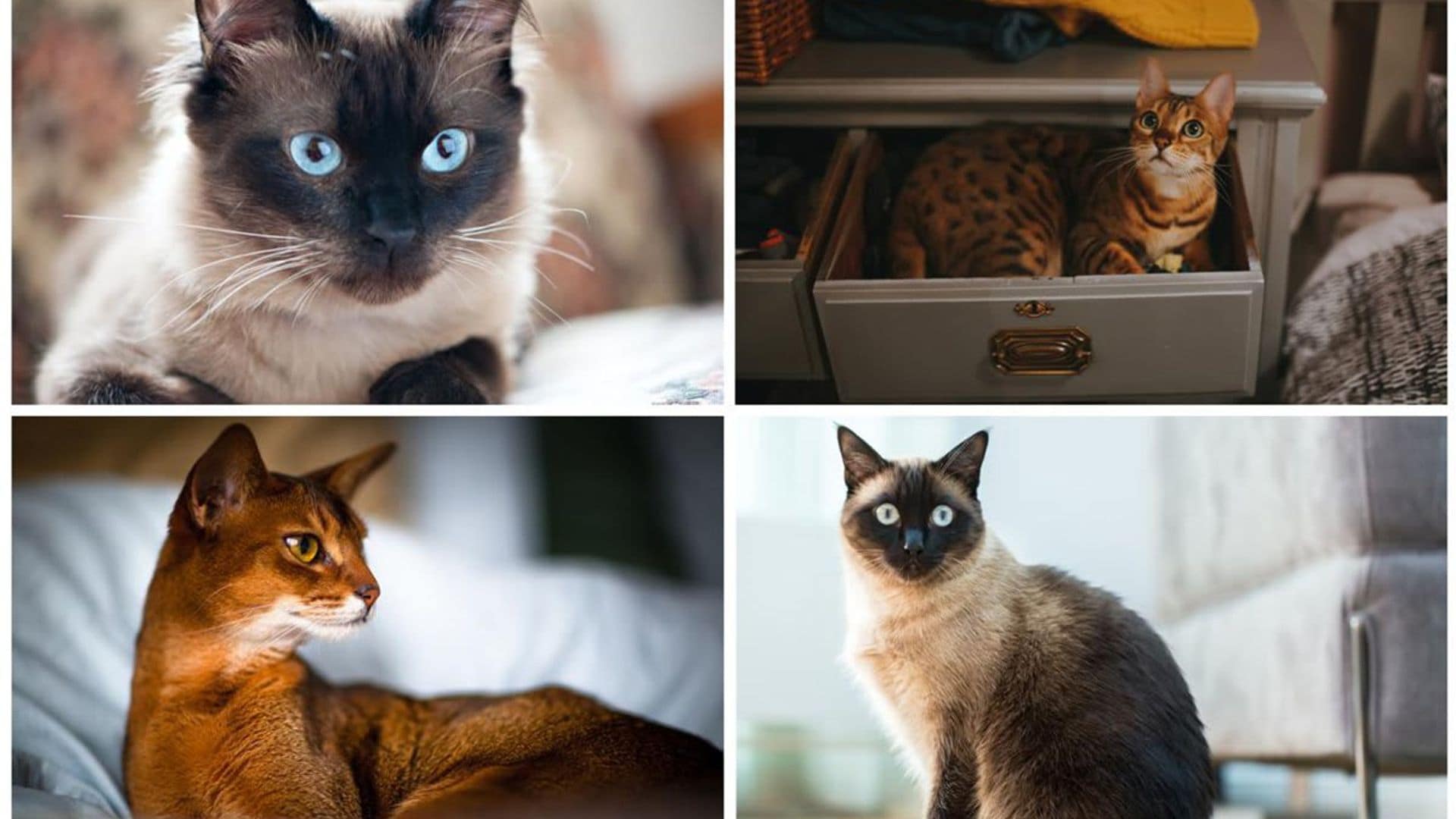 These are the smartest cat breeds