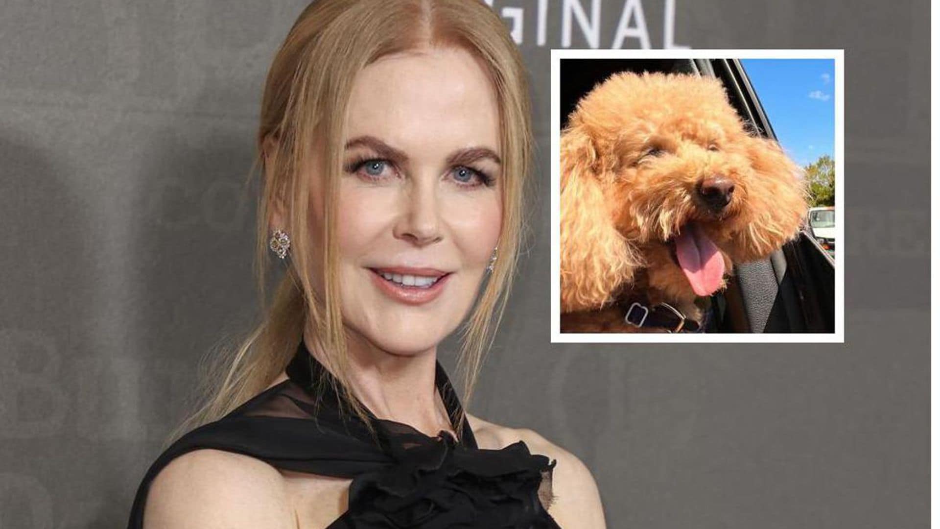 Pet of the week: Meet Julian, Nicole Kidman’s adorable poodle