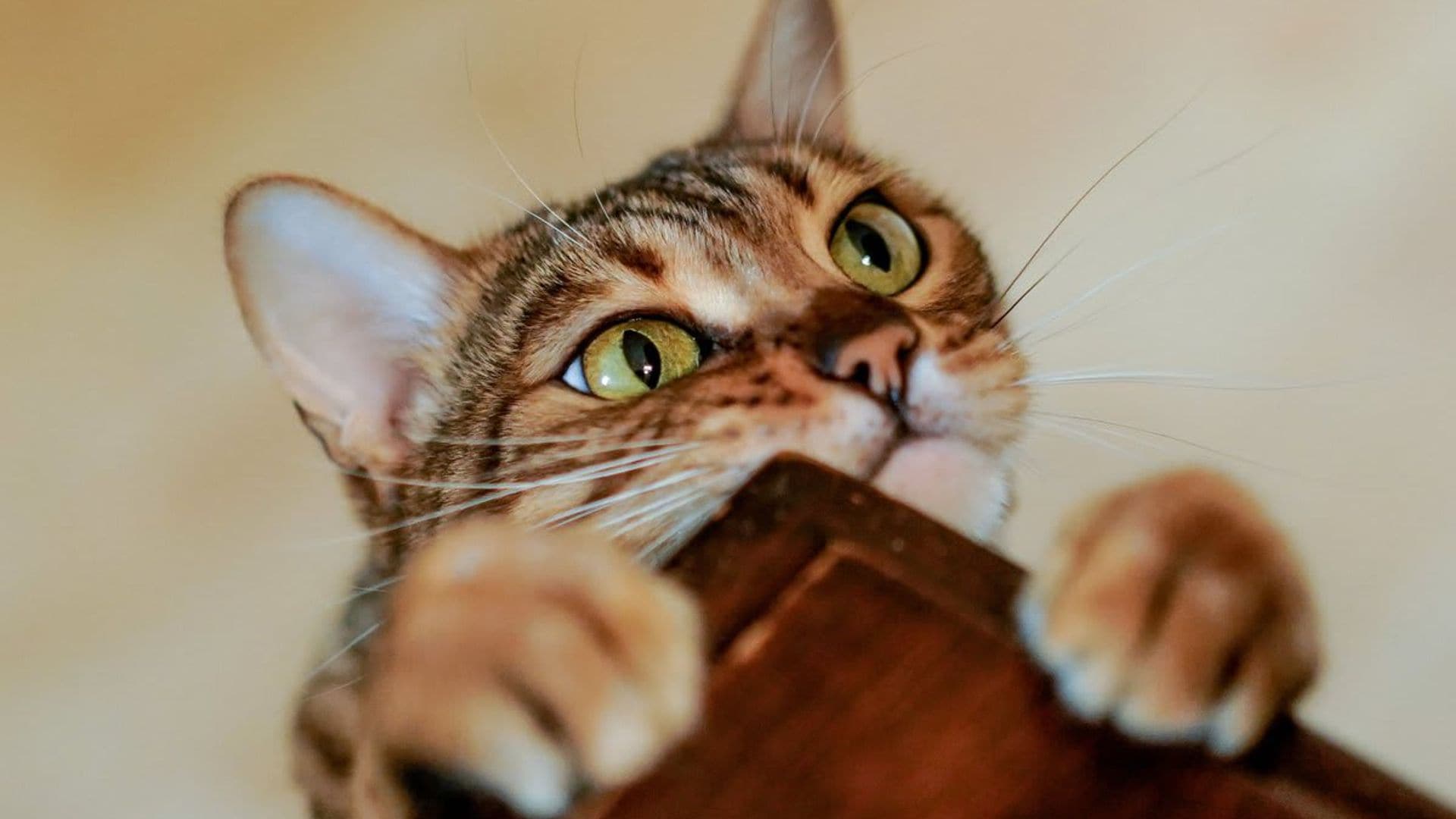 Surprising reasons why your cat follows you everywhere