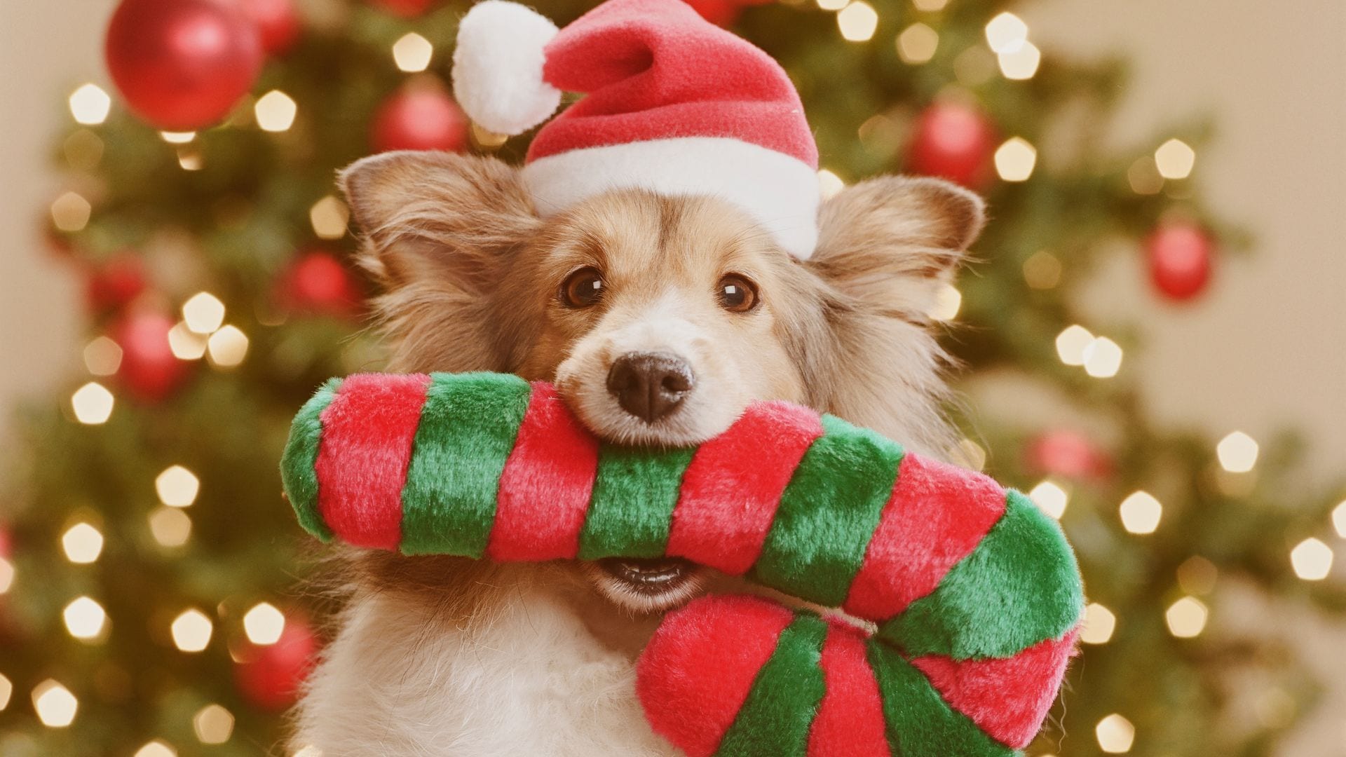 Gifts for pets: 10 best holiday gift ideas to celebrate with your furry friend