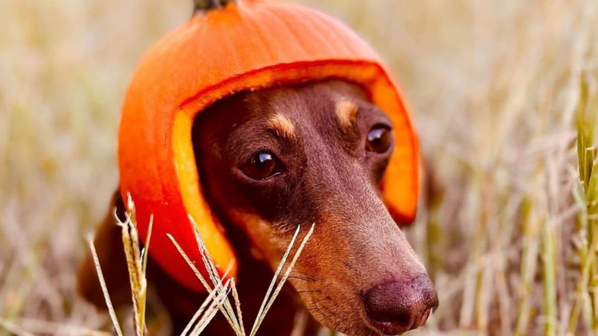 Pet of the week: These wiener dogs dressed up in adorable costumes for Halloween party