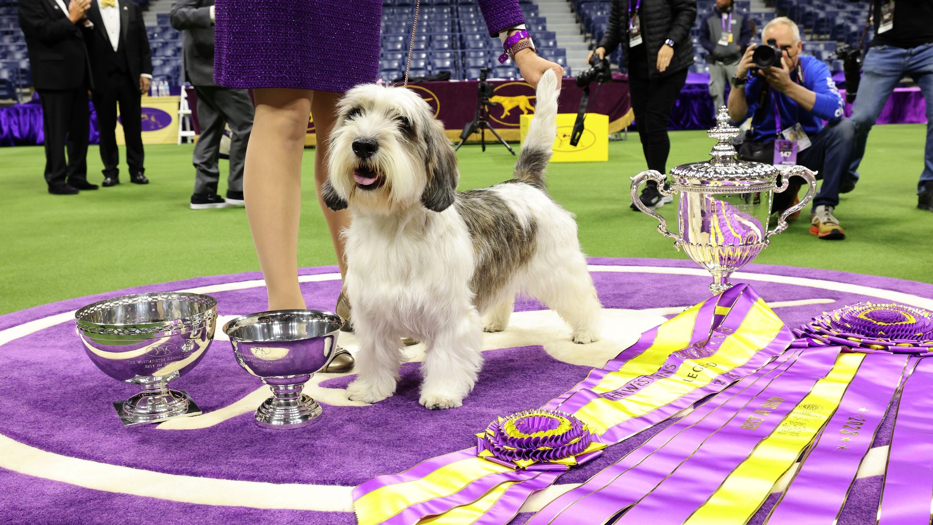 Westminster dog show 2025: Where to watch, free streaming schedule, best in show