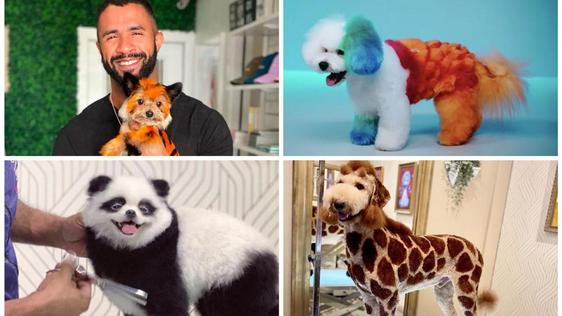 Meet the Brazilian dog groomer turning dogs into adorable magic creatures