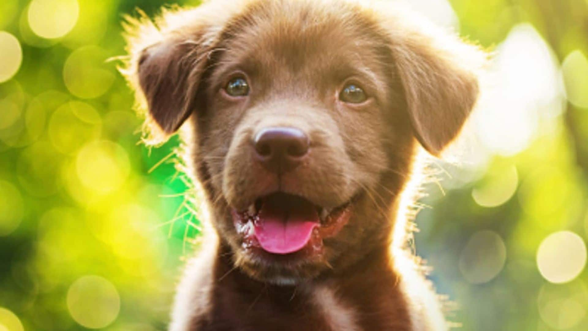 National Puppy Day: Facts about your furry friend you probably didn’t know