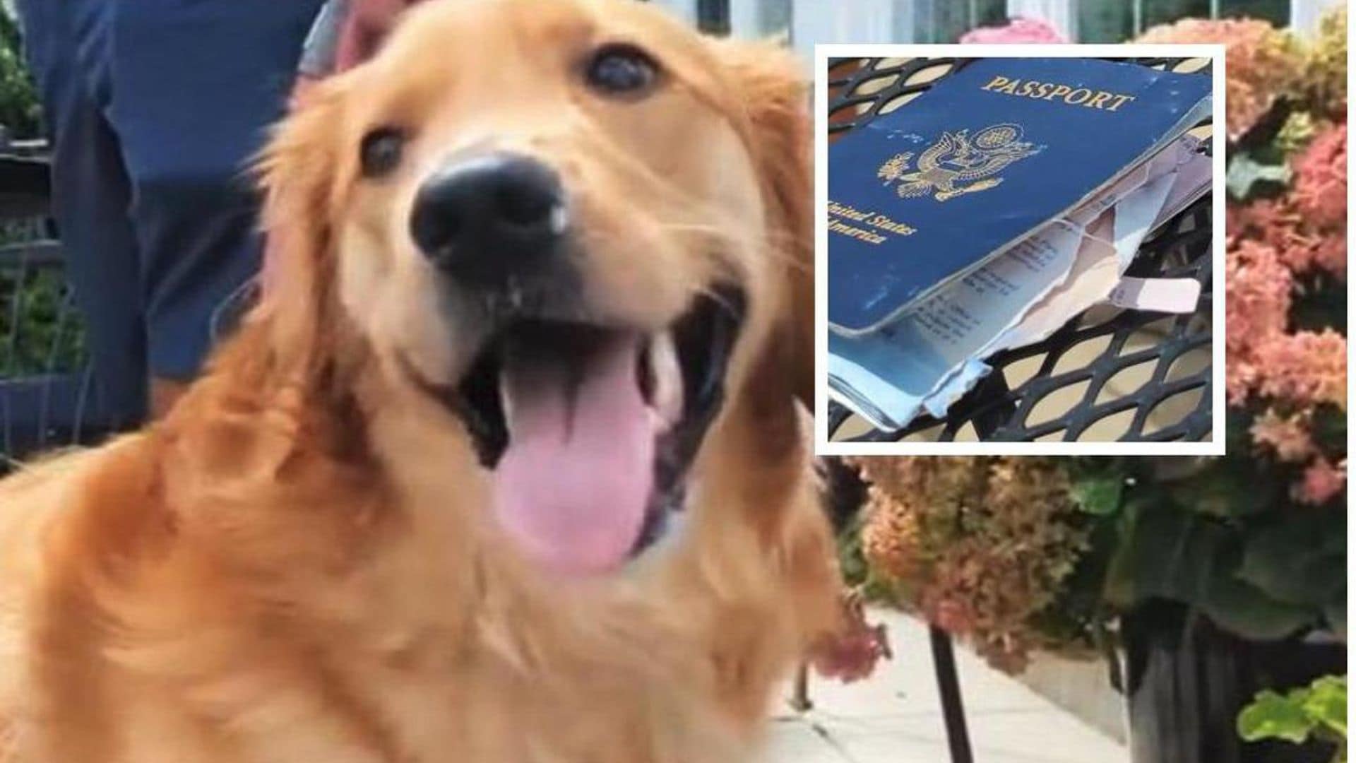 Pet of the week: This dog ate his owner’s passport before his wedding in Italy