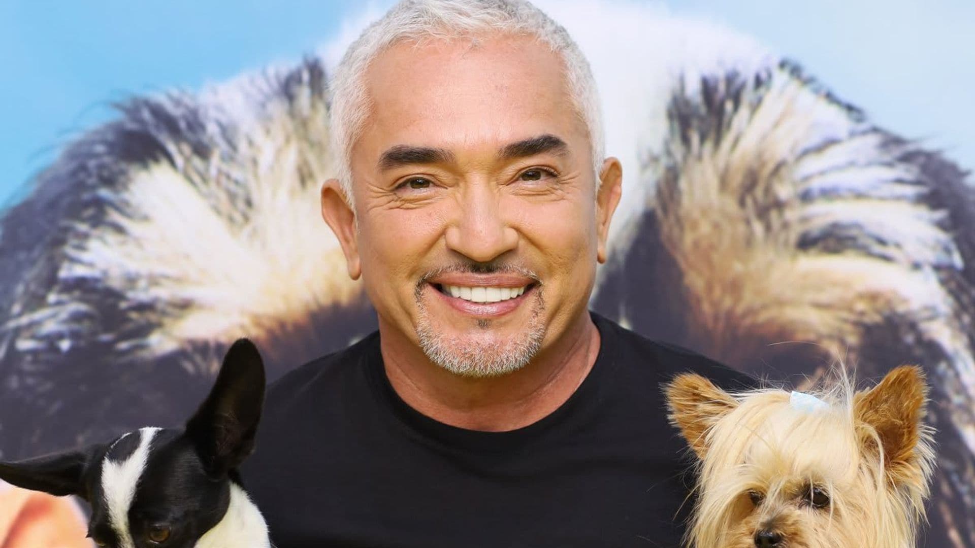 Misbehaving dogs beware! Cesar Millan is back in action with a new training show