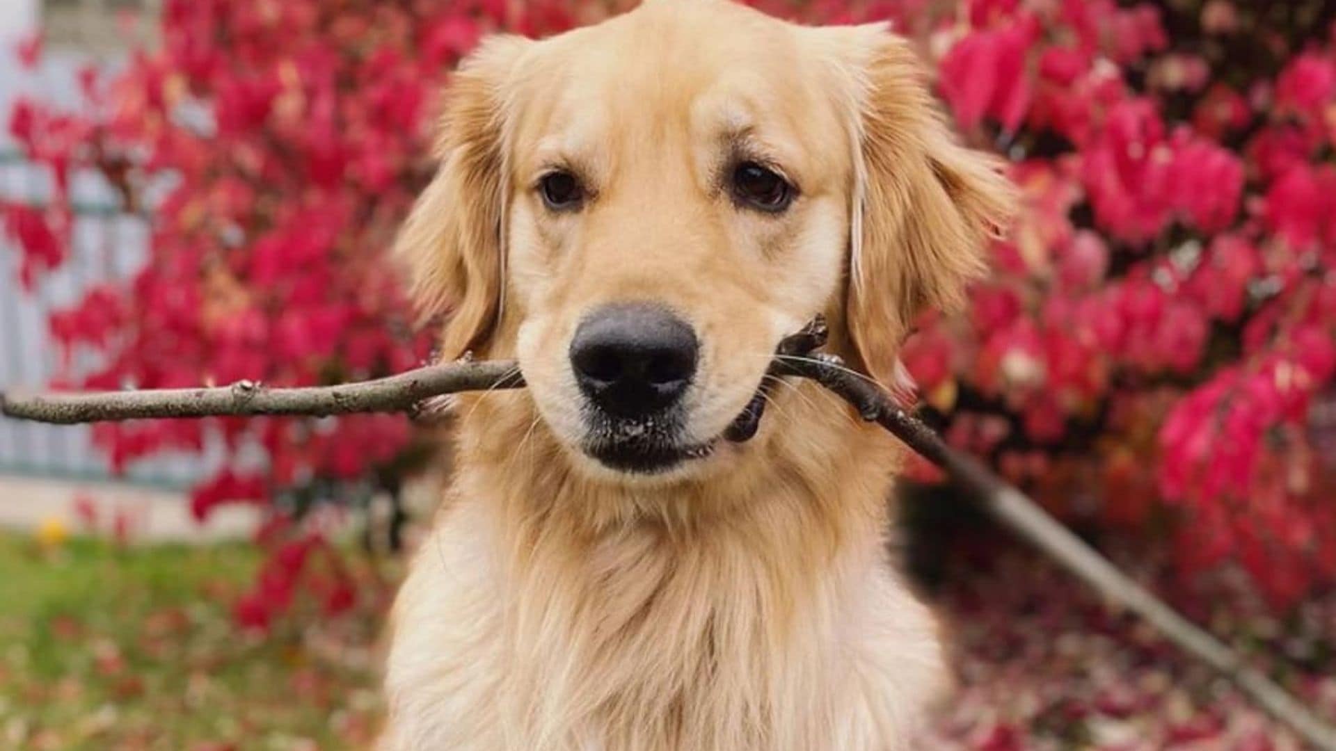 Pet of the week: This adorable dog had the sweetest reaction after seeing a window cleaner