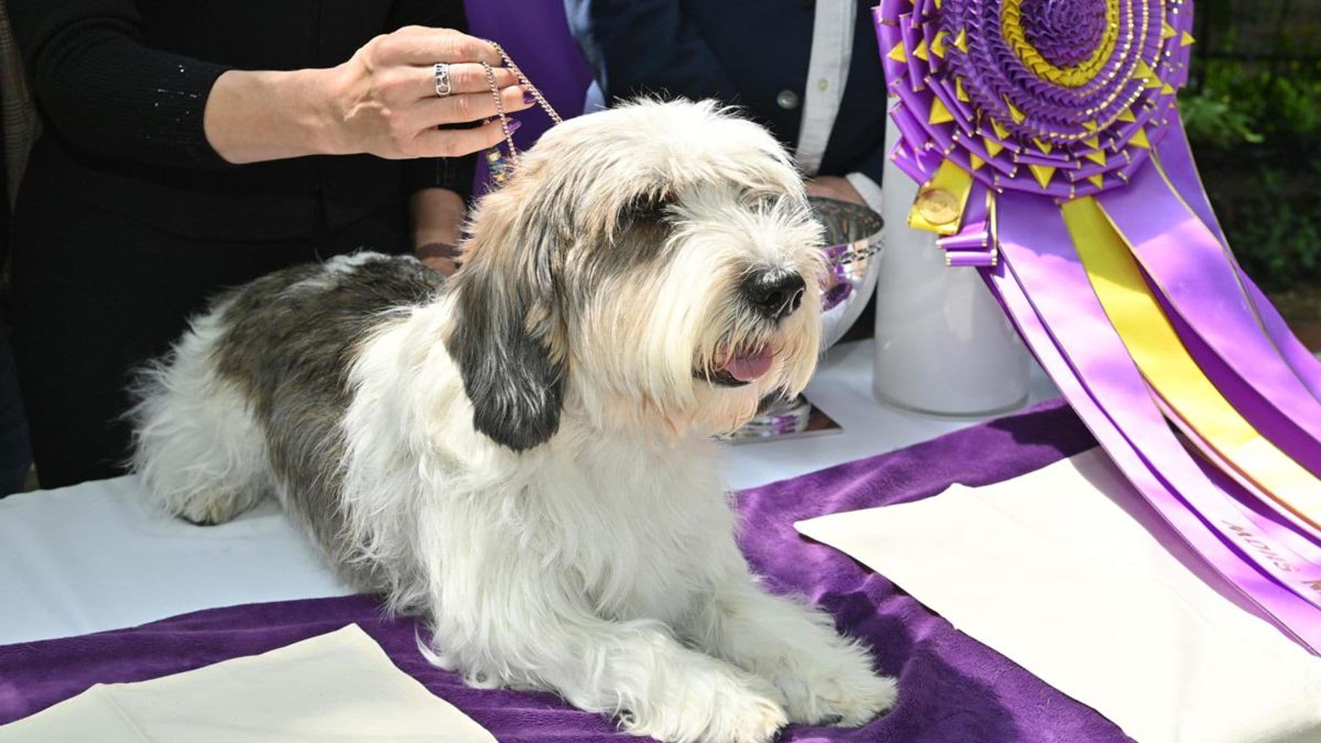 How to watch the 2024 Westminster Dog Show: Meet Buddy Holly, the previous winner