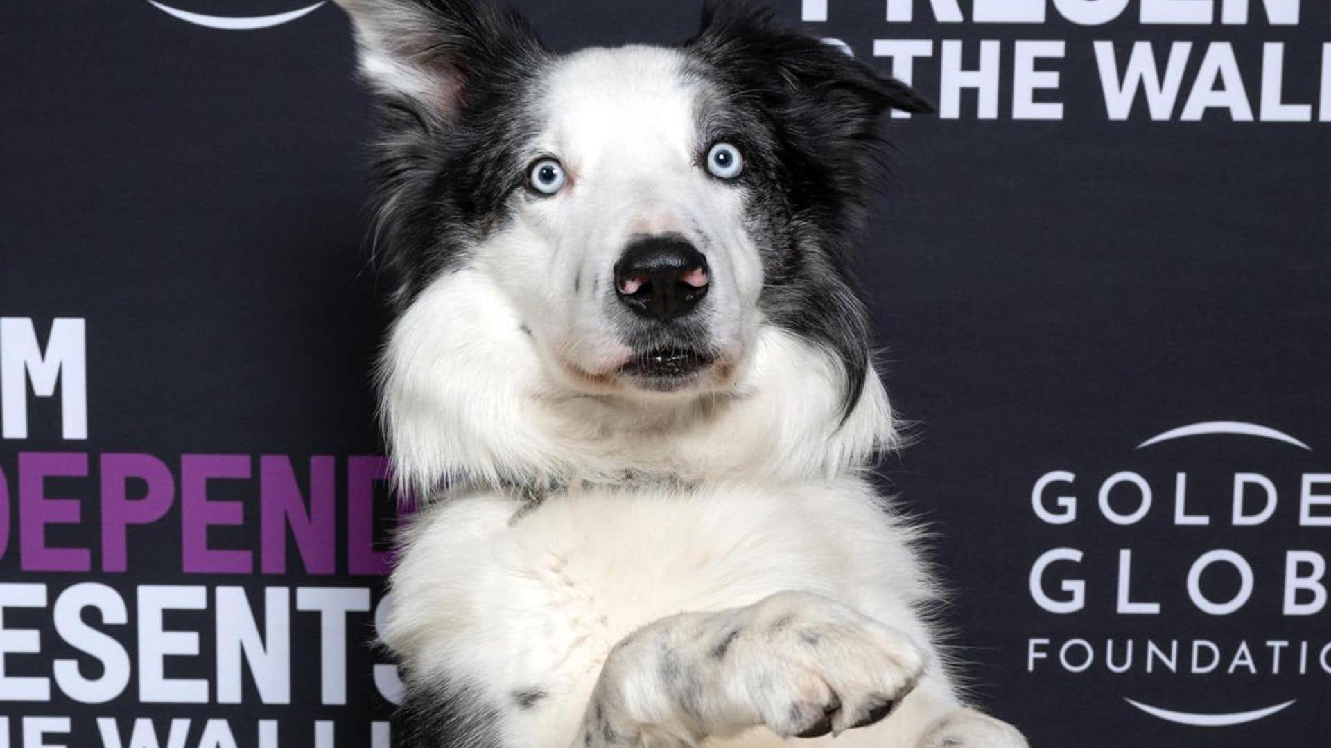 Pet of the week: Messi, the dog star who won performance of the year for ‘Anatomy of a Fall’