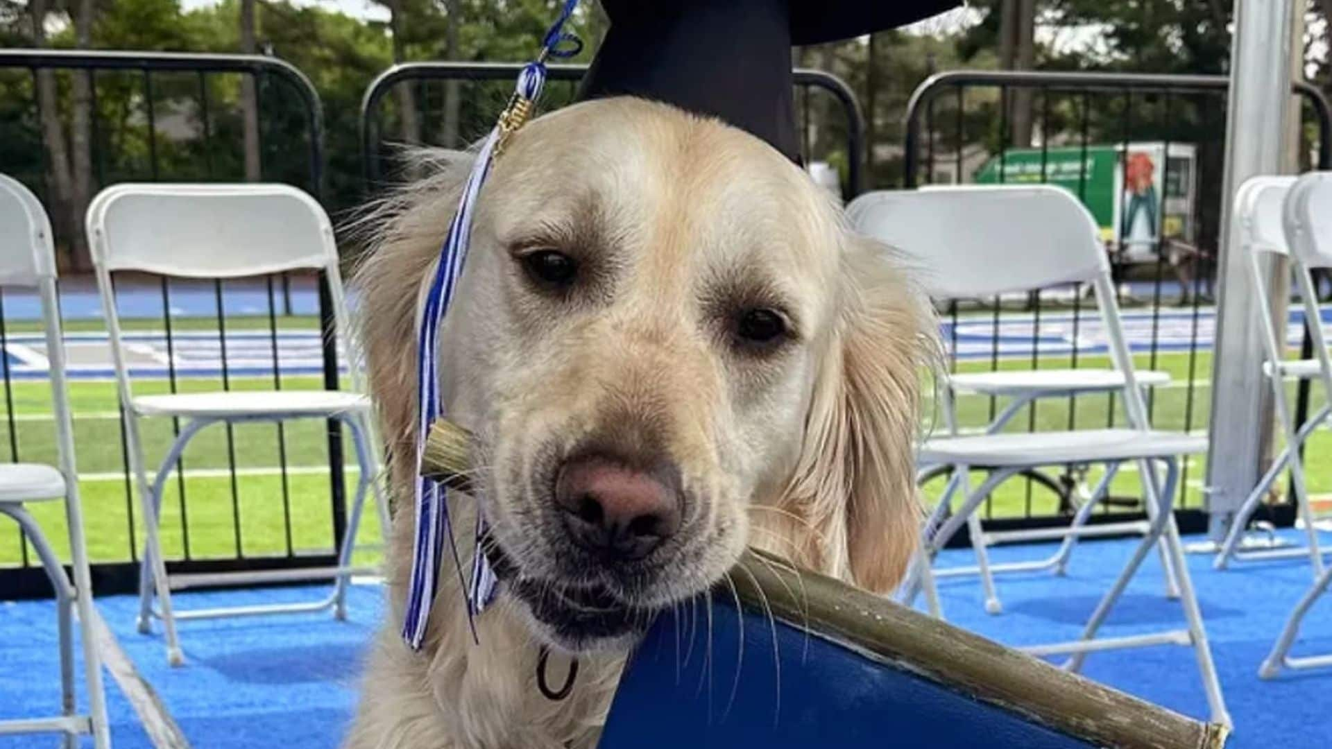 Pet of the week: This dog graduated from high school after becoming friends with all the students