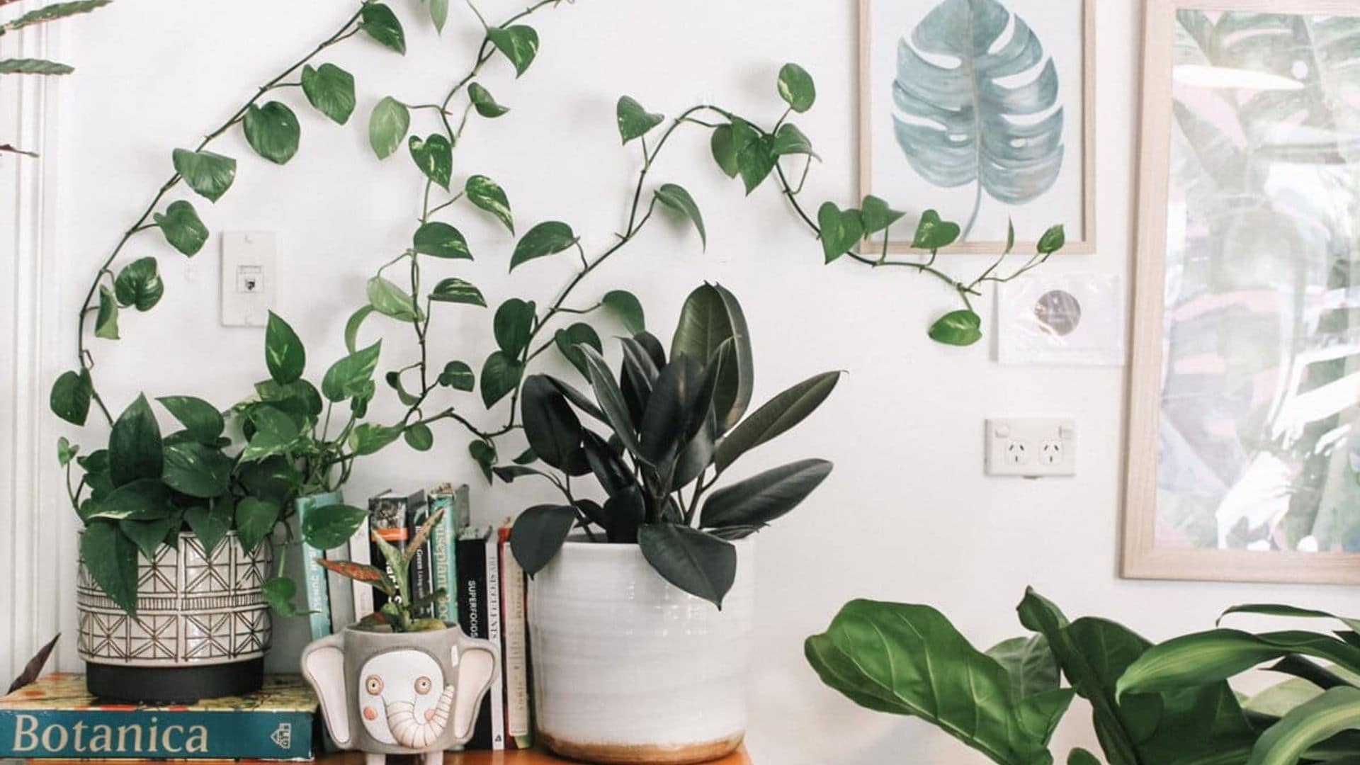 Five plants to bring luck to your space