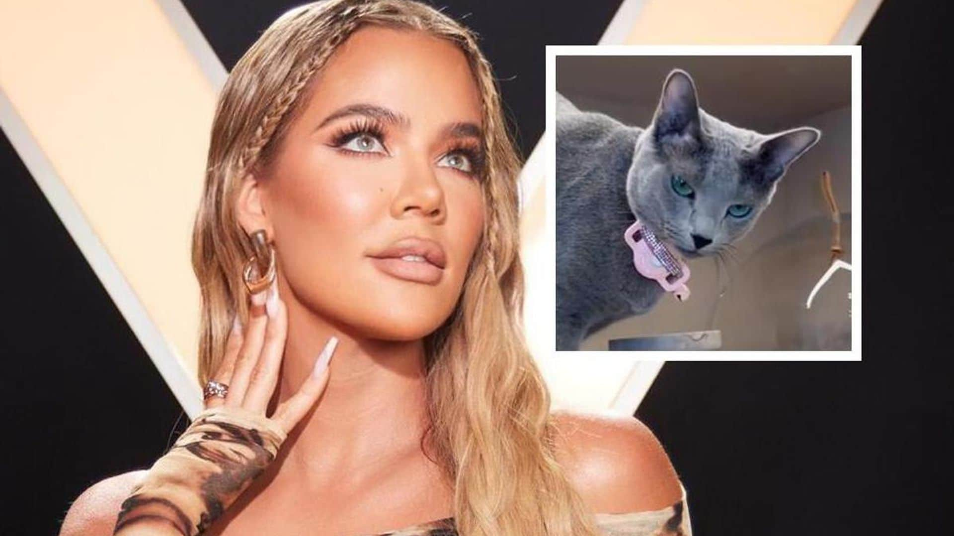 Khloé Kardashian’s adorable cat steals the show in new video: Meet Grey Kitty