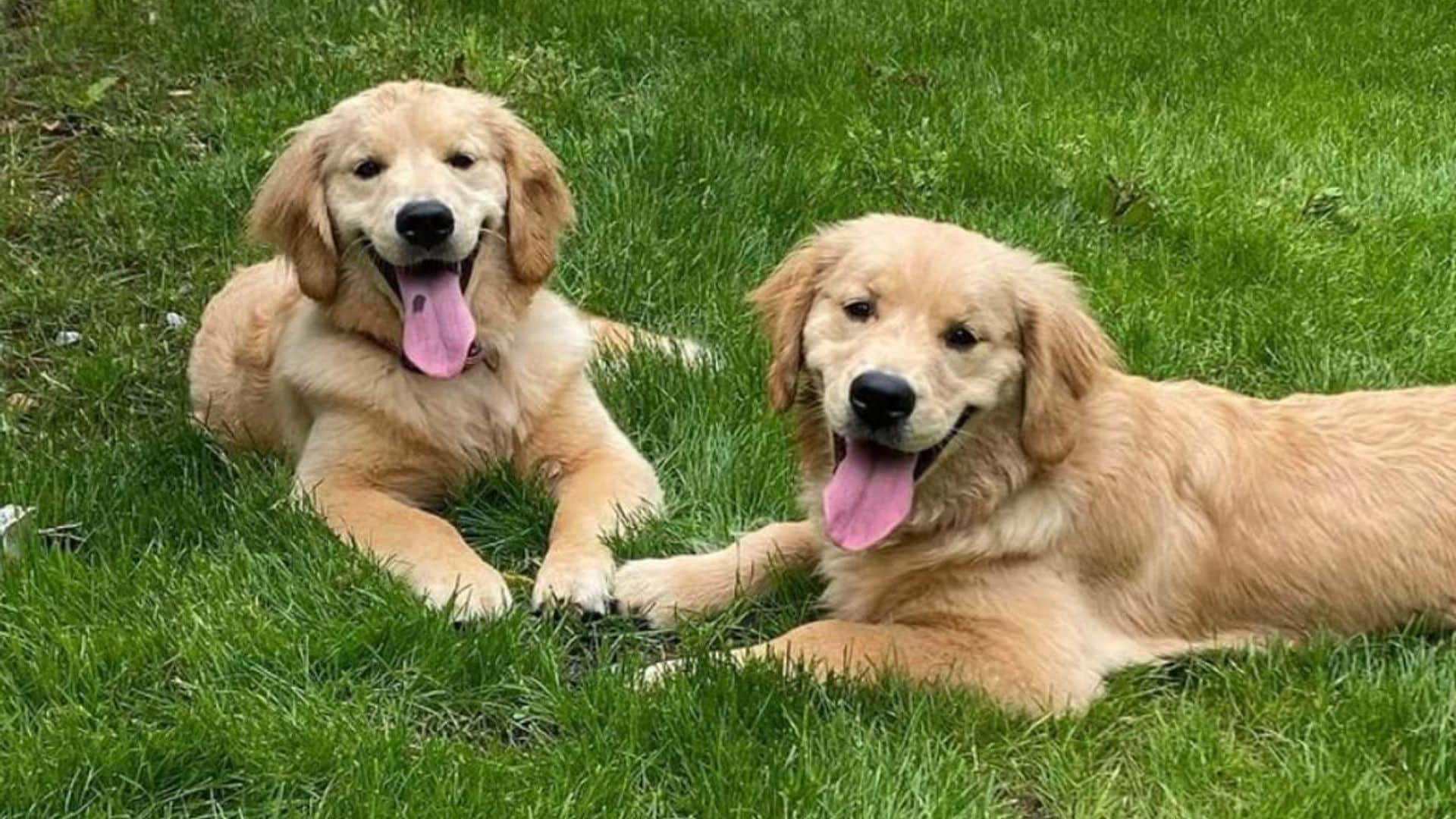 Pet of the week: Meet Sadie and Rudy, two mischievous puppies always up to something