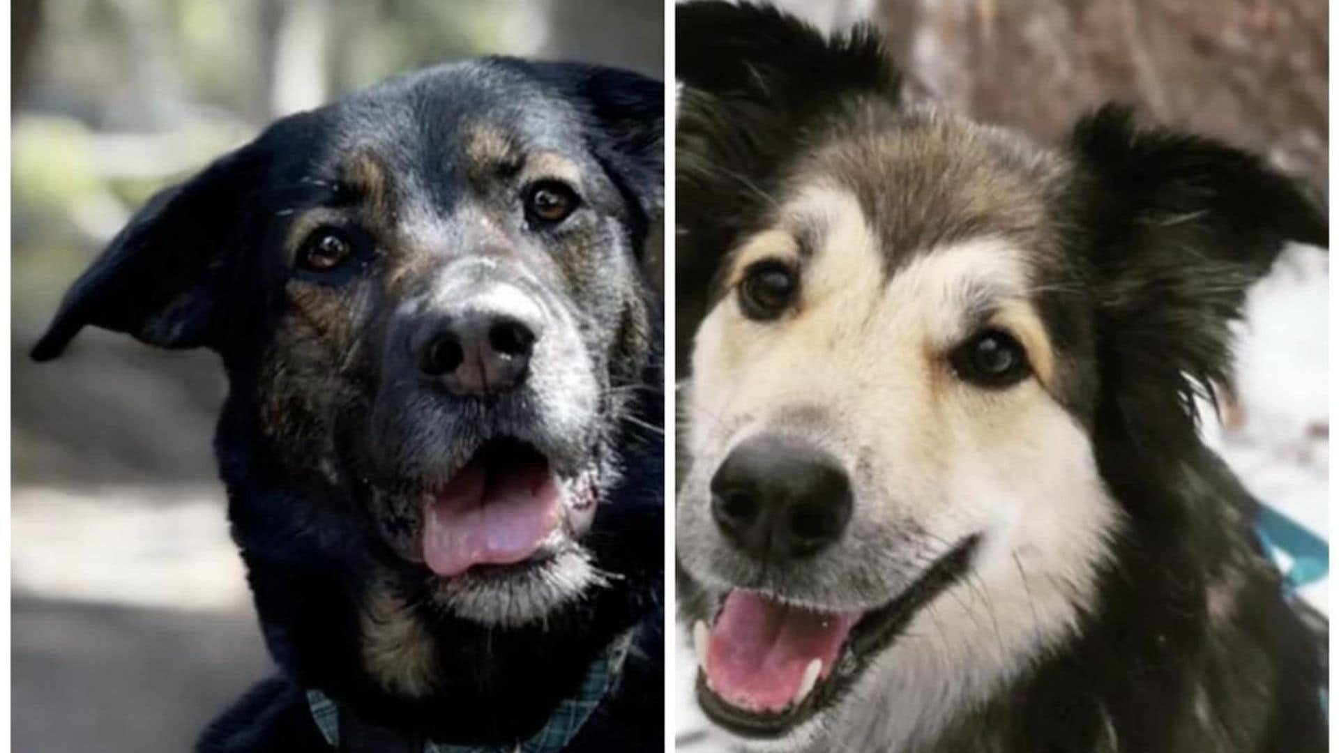 Pet of the week: This pair of pups go viral for their FaceTime calls