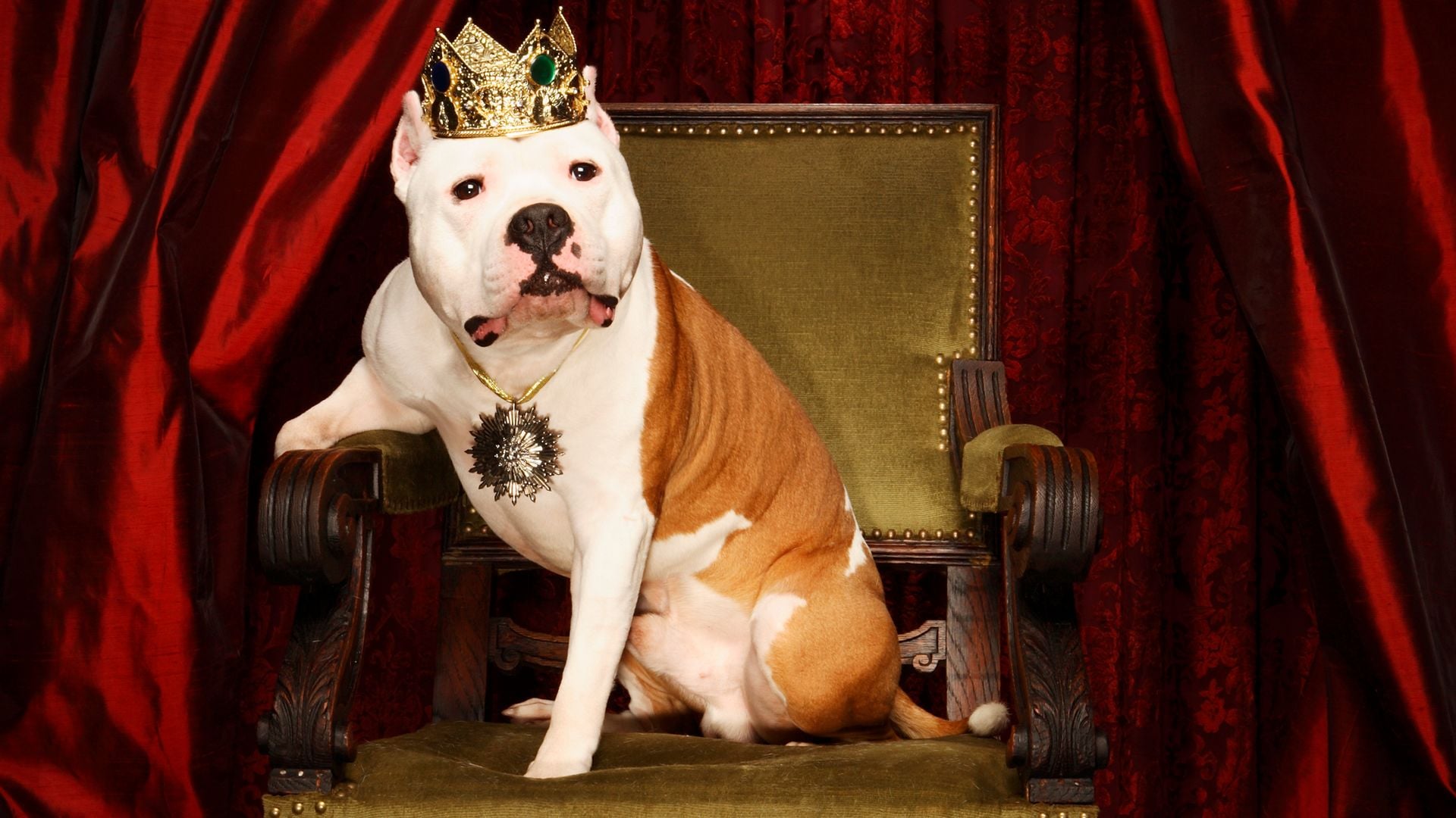 Mr. and Miss Universe Canine returns to New York: A paws-itively glamorous competition