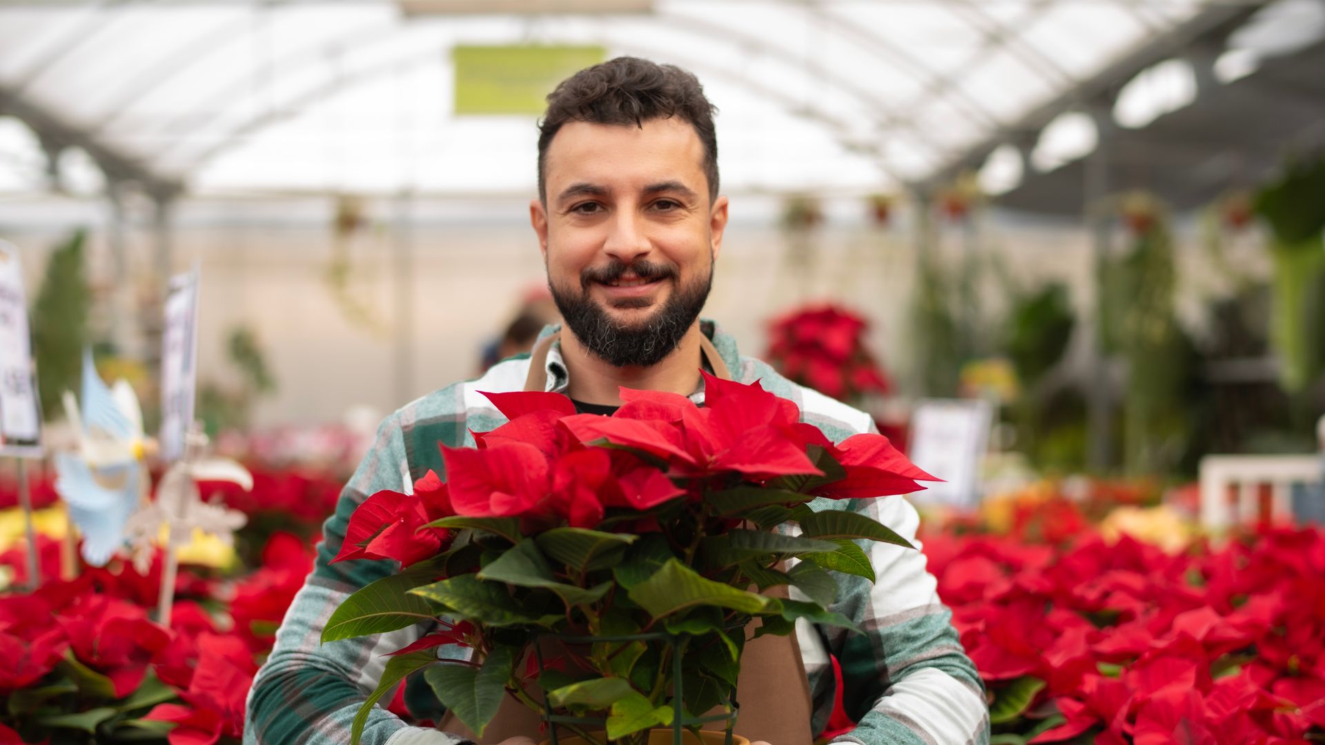 The poinsettia is a 'mortal flower' with indigenous roots: How did it become a Christmas symbol?